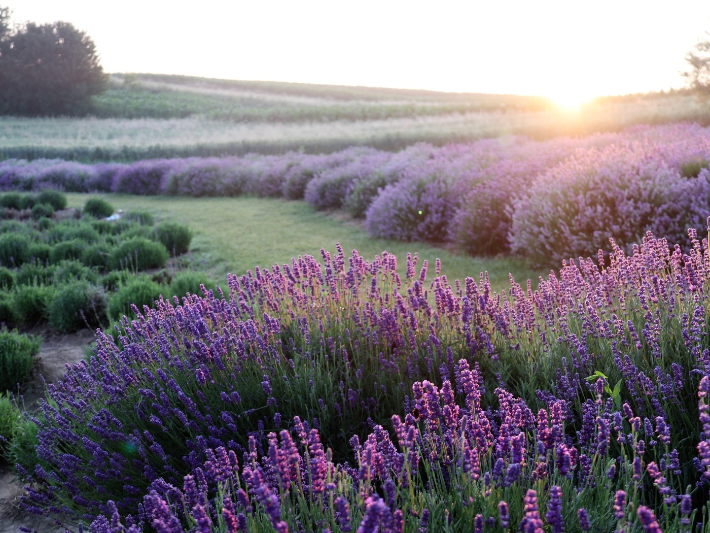 Поля лаванды на рассвете