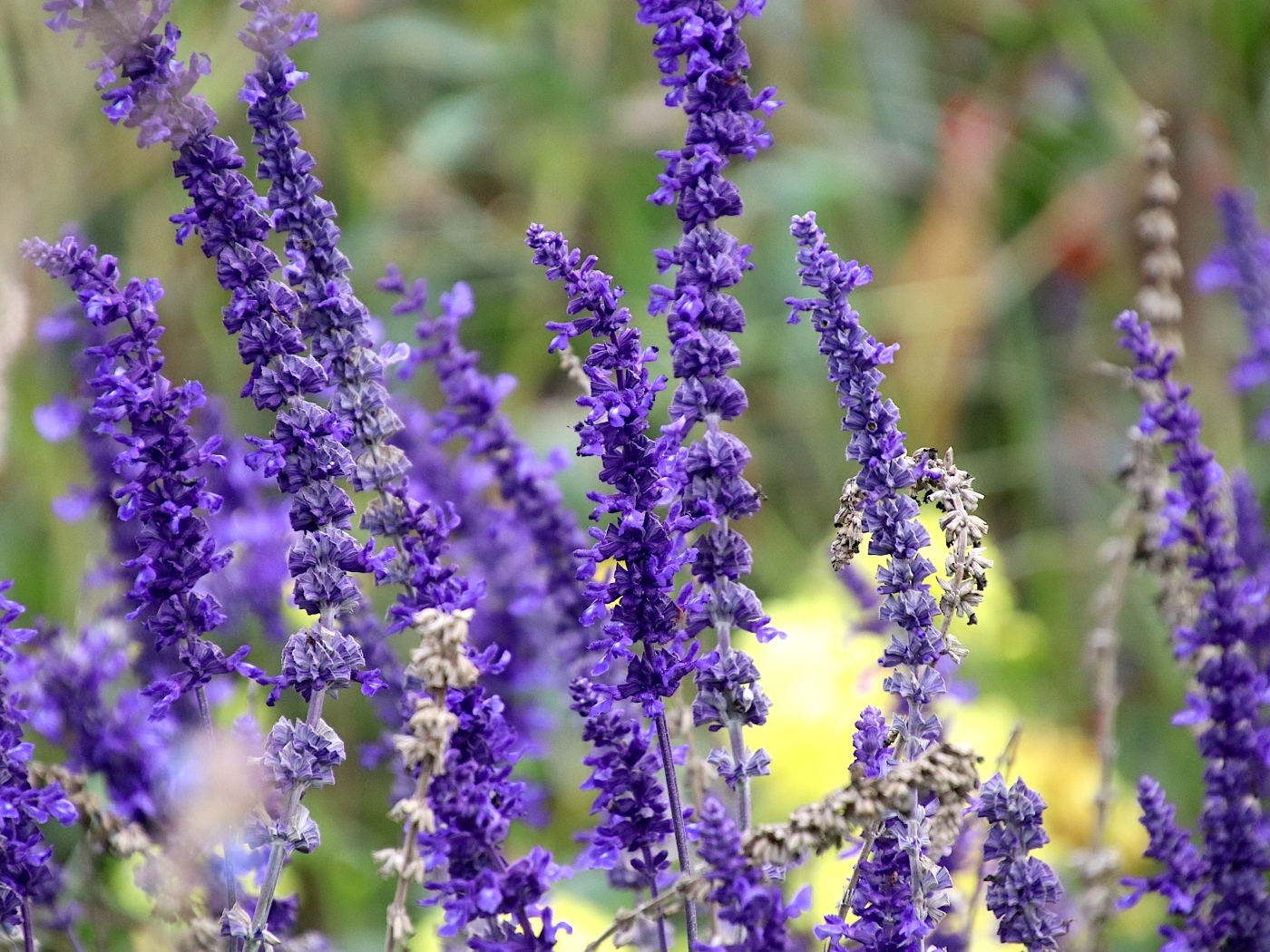 Цветы лаванды на поле 