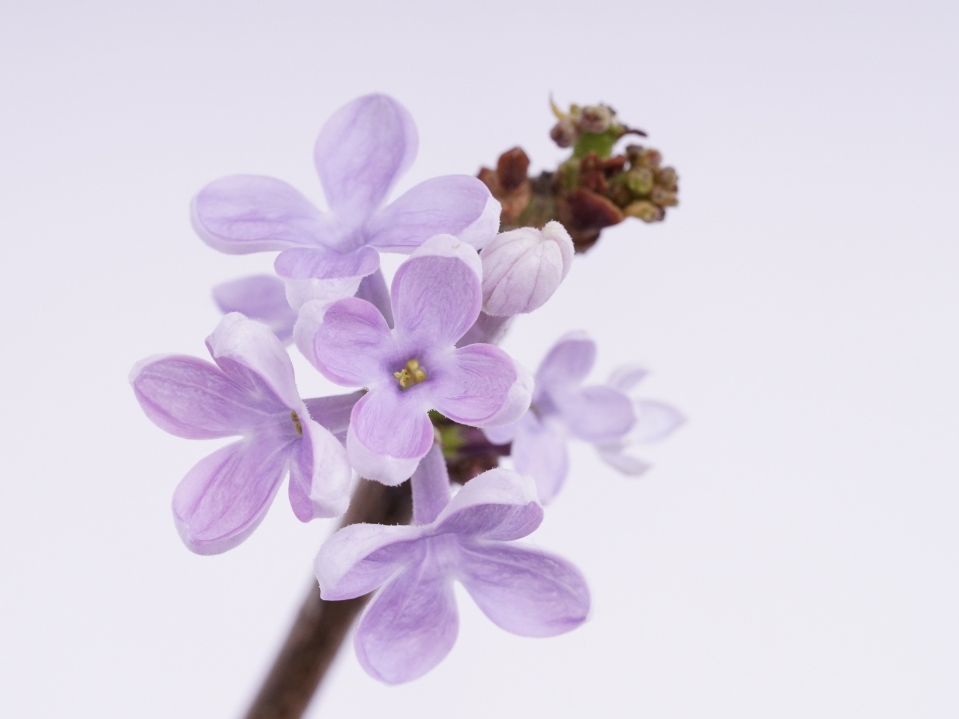 Цветы сирени на ветке на сером фоне