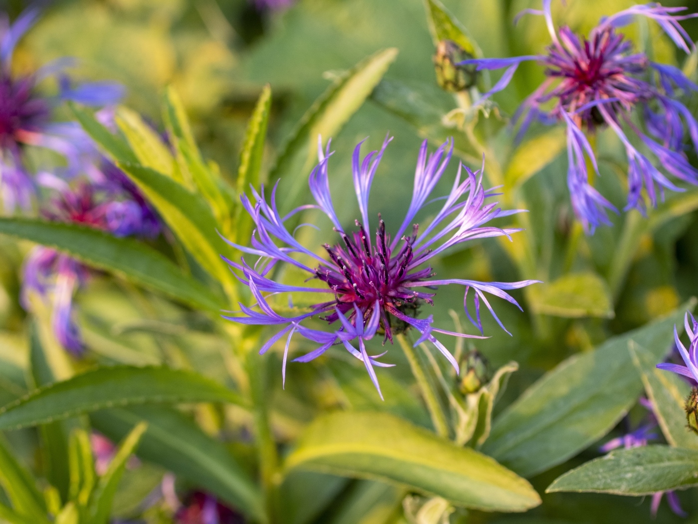 Сиреневые полевые цветы в лучах солнца