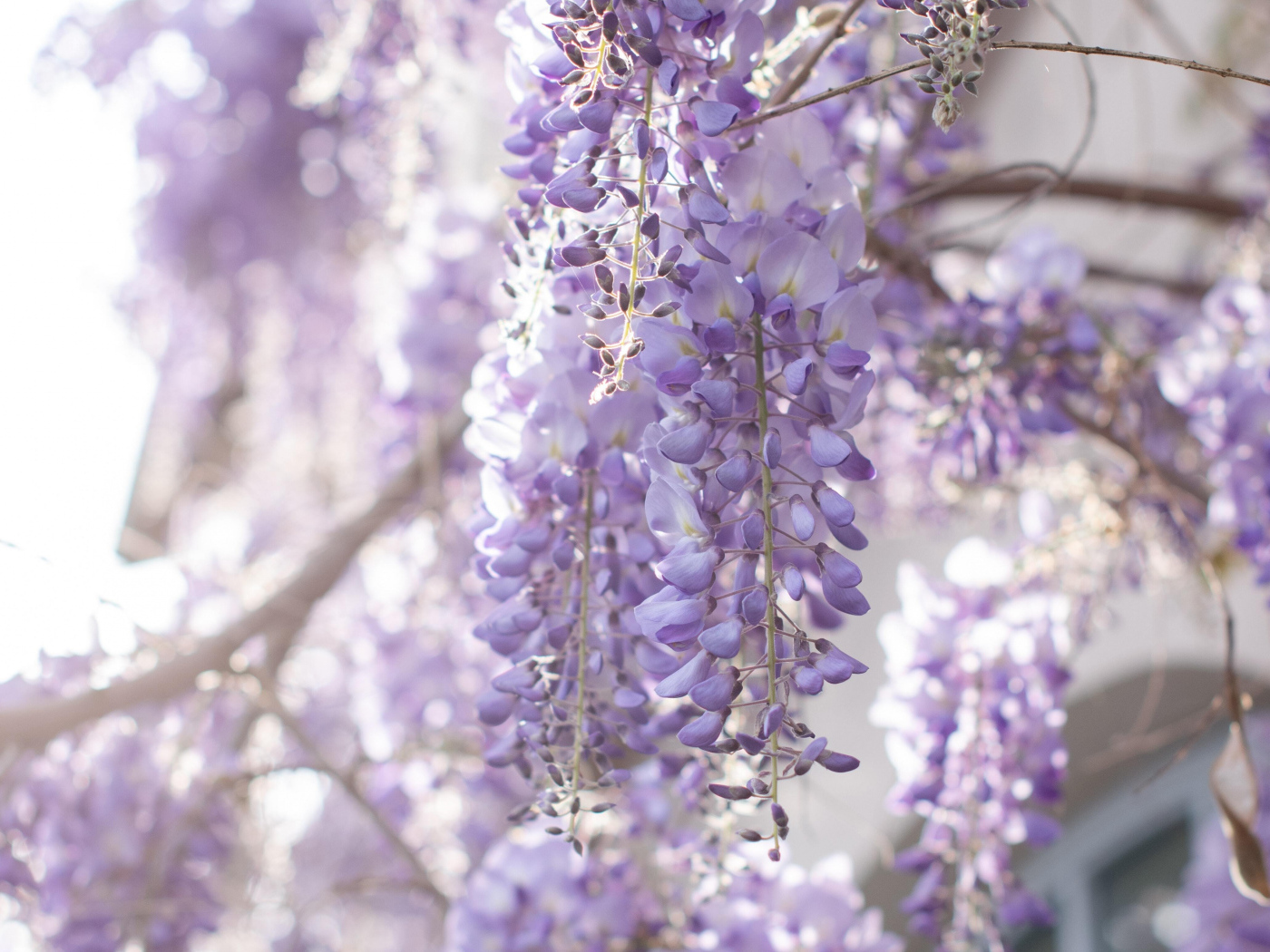 Сиреневые цветы глициния на ветках