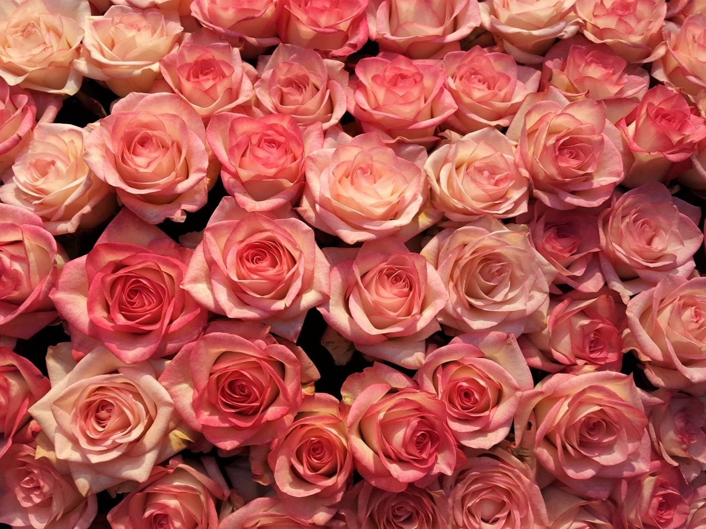 Много розовых роз на фон