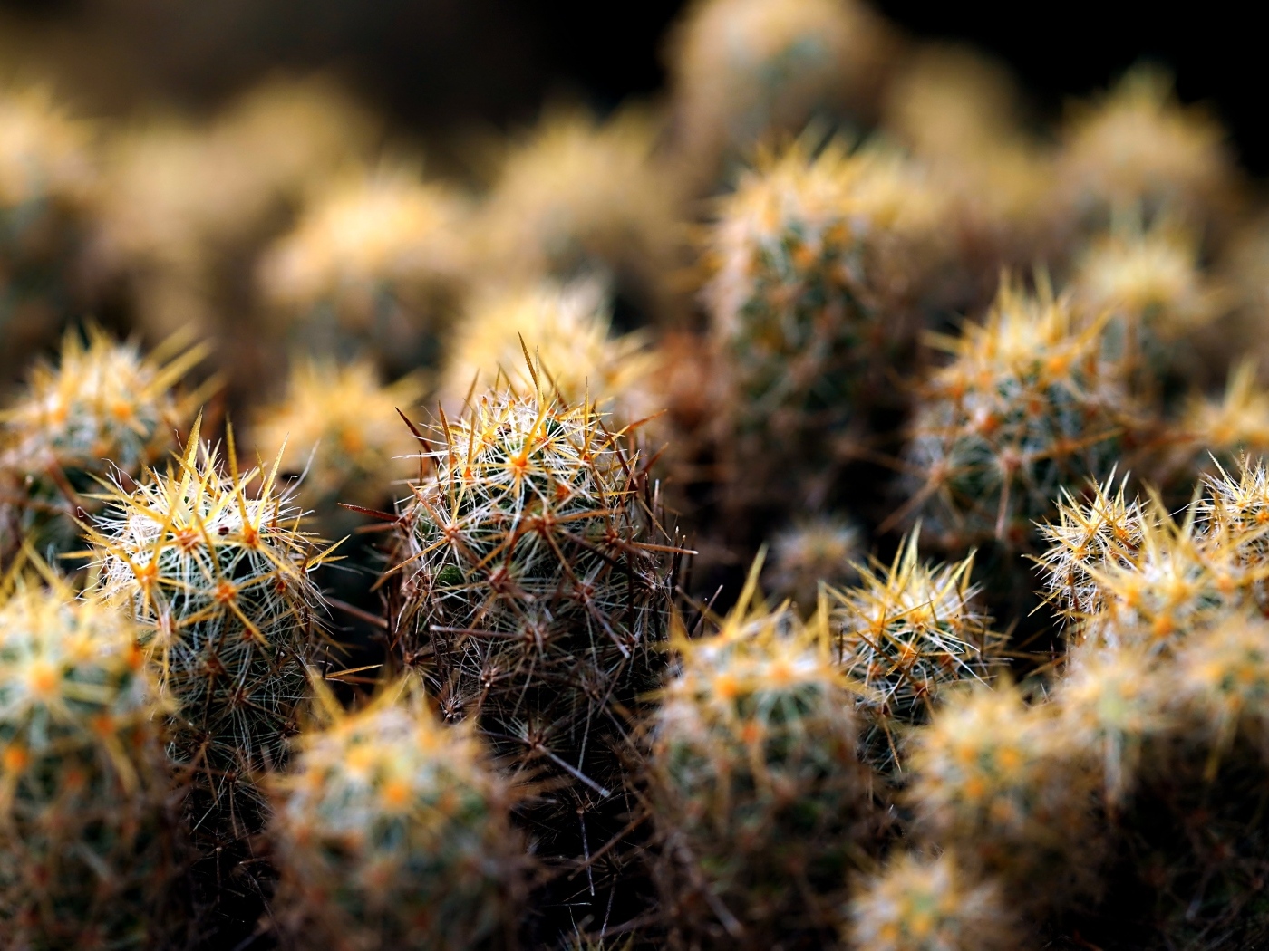Много маленьких колючих кактусов