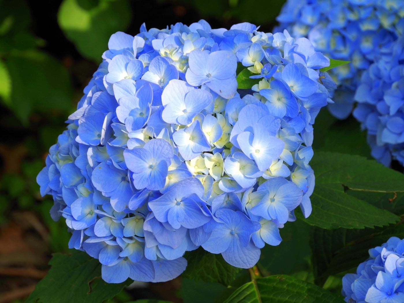 Пышные синие цветы гортензии