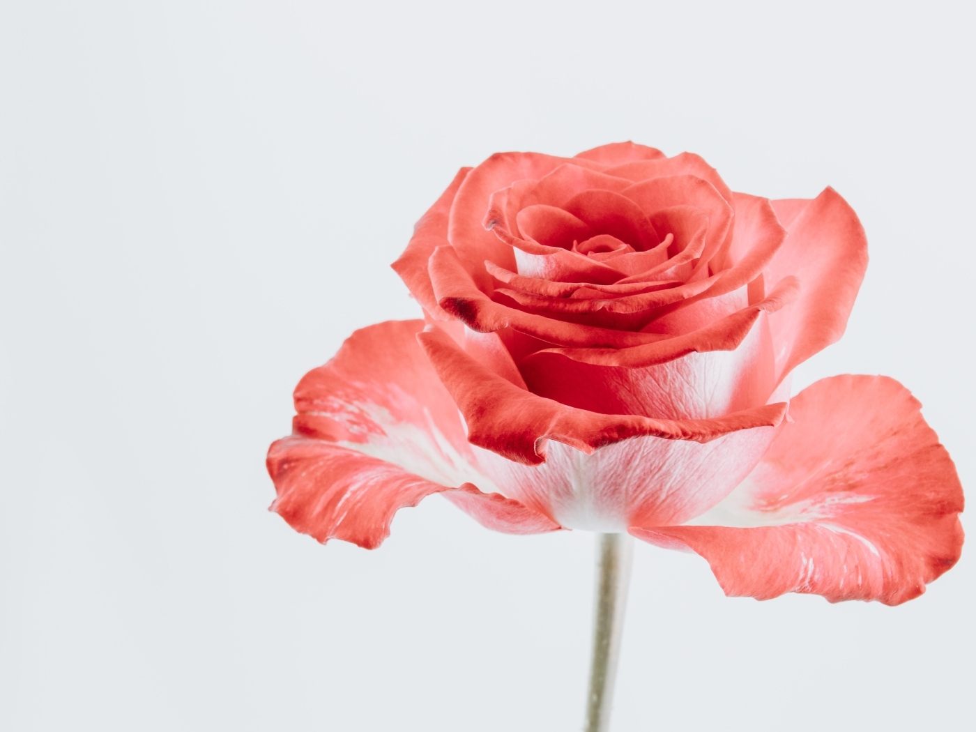 Макросъемка красного цветка розы на сером фоне