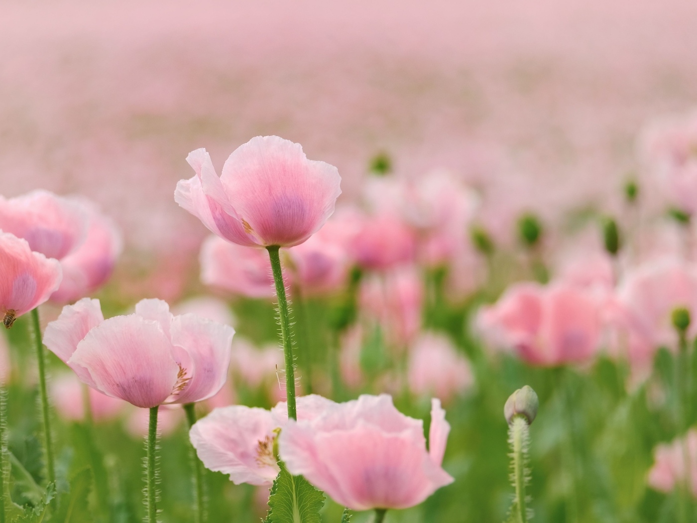 Много розовых цветов мака на поле