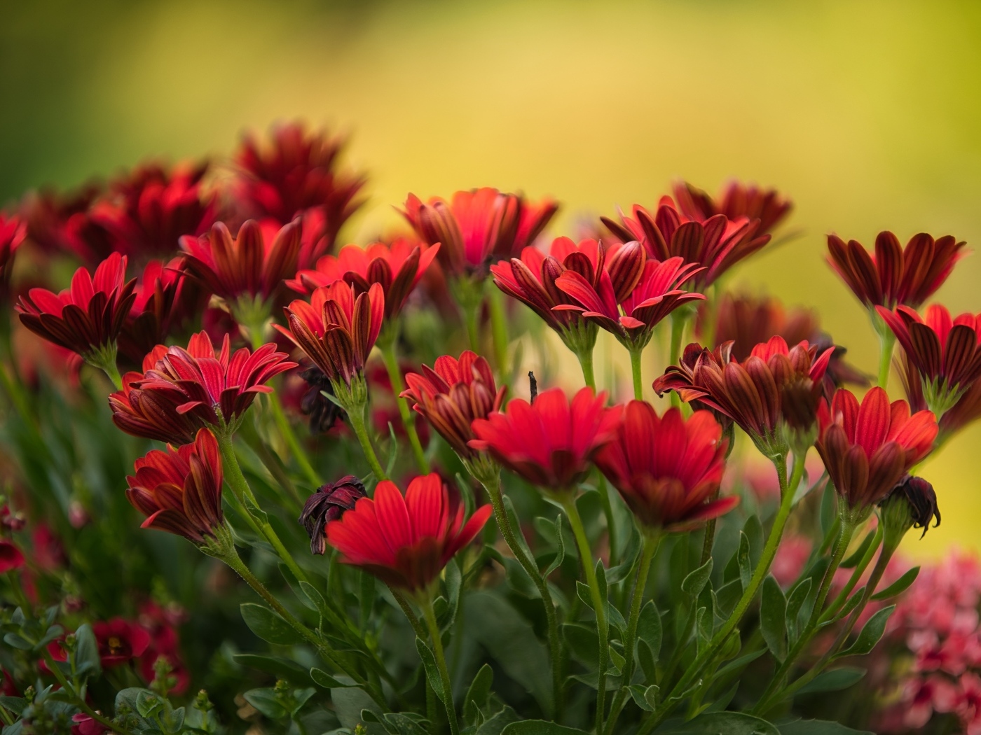 Много красных цветов остеоспермум крупным планом