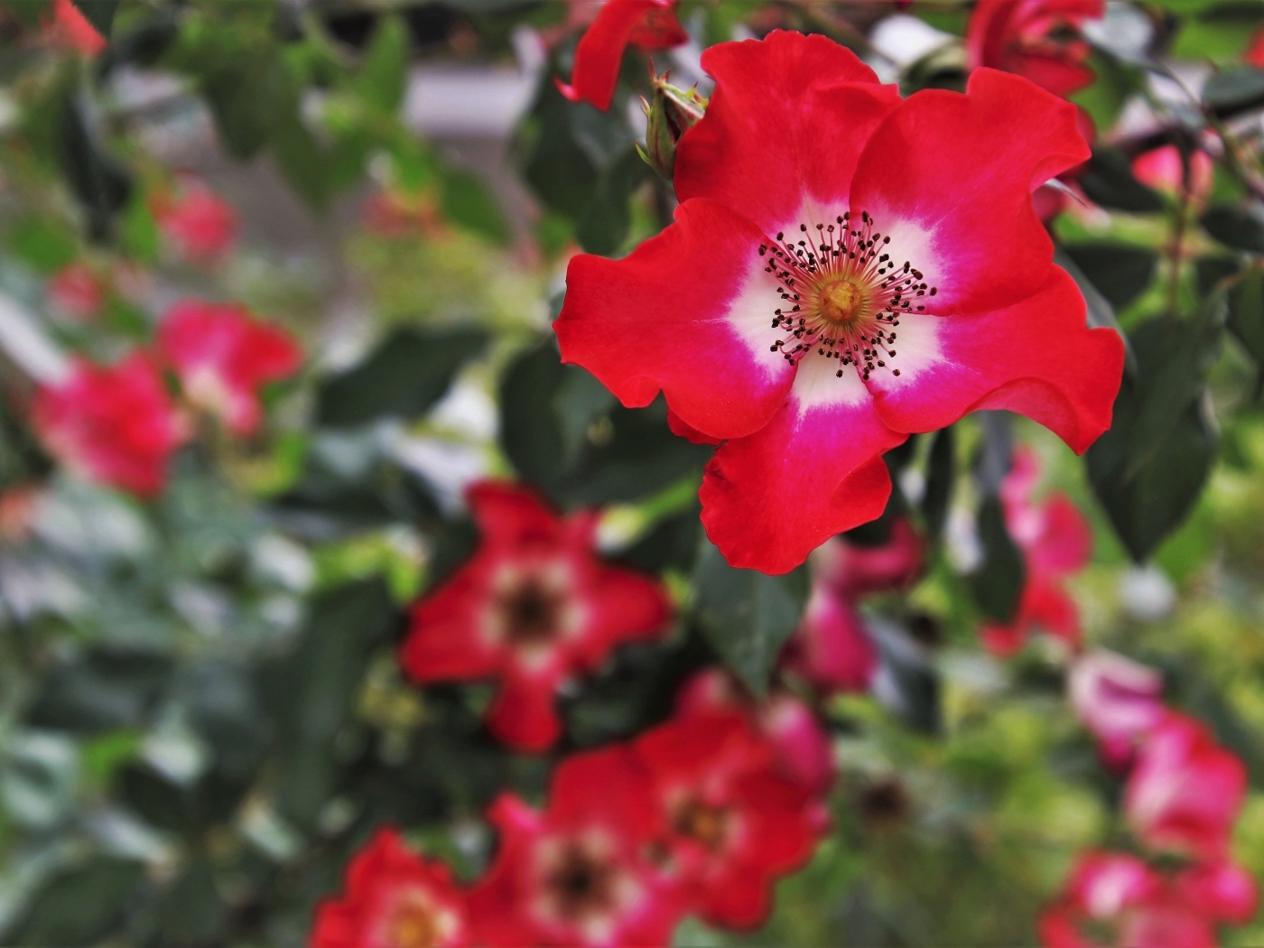 Много красных цветов розы на клумбе