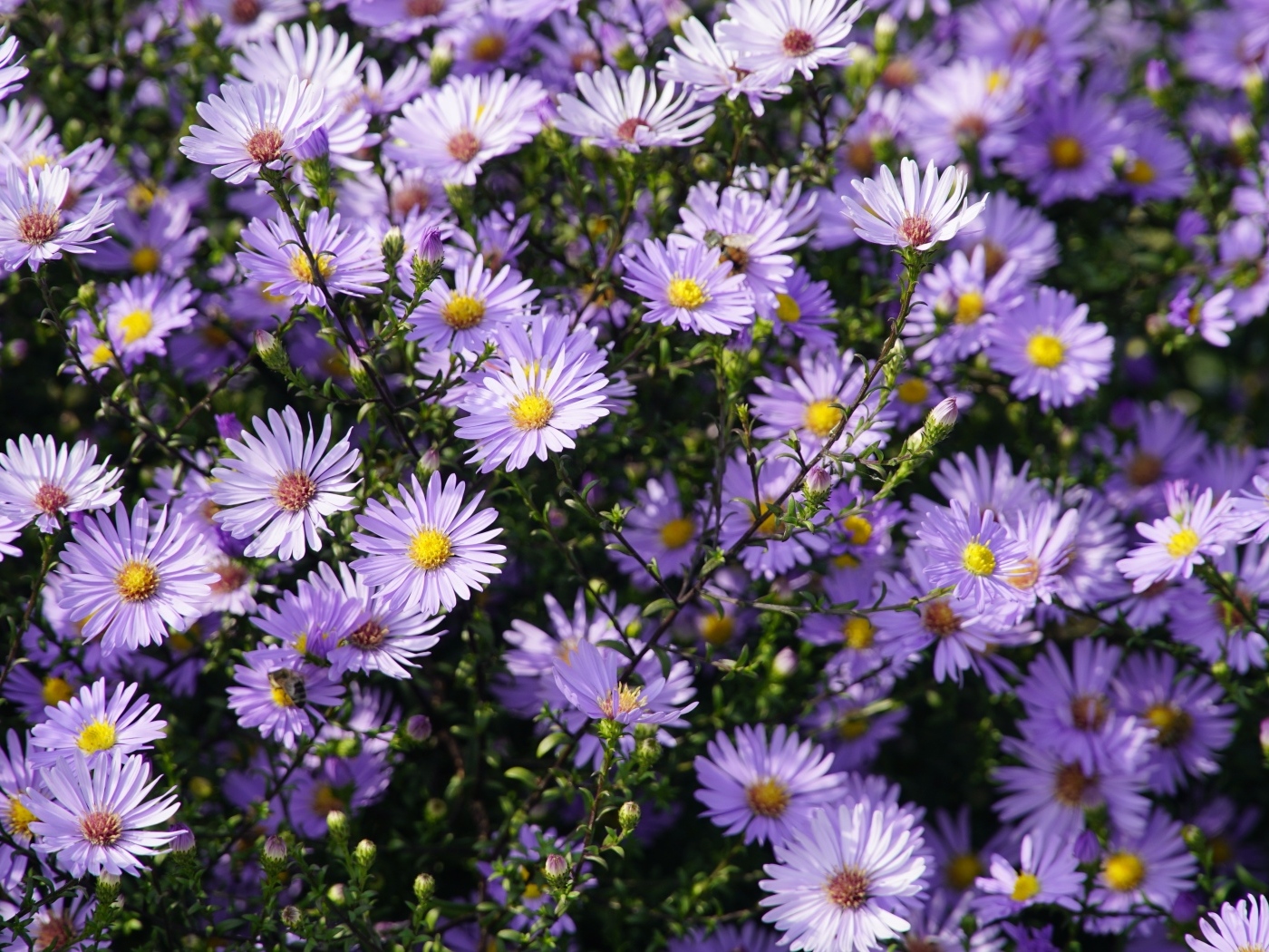 Много мелкий цветов садовой сентябринки