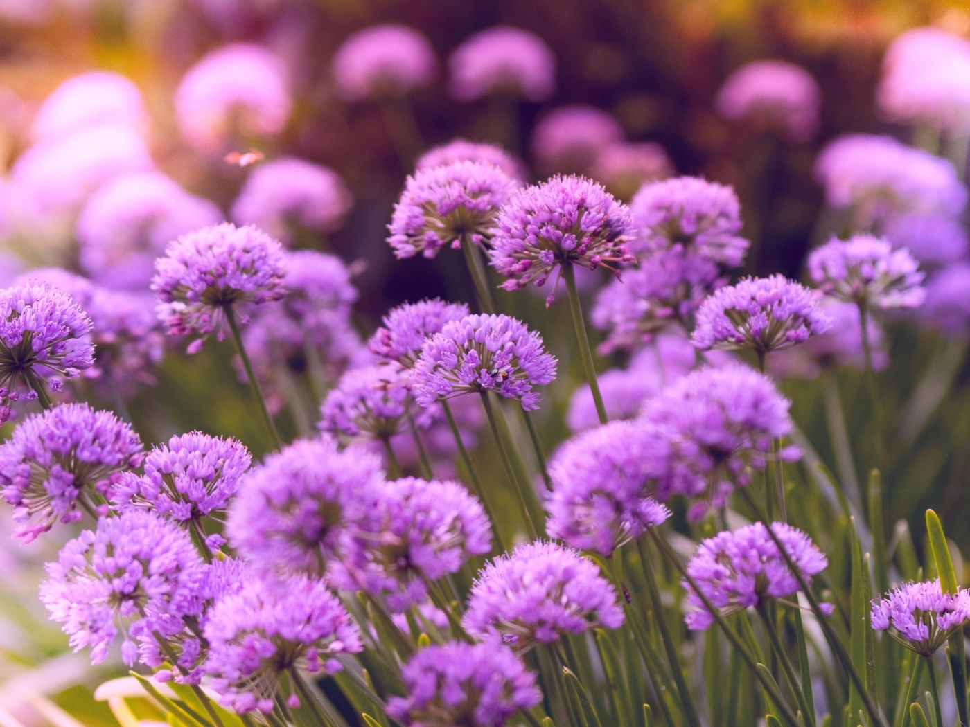 Много маленьких сиреневых цветов в саду