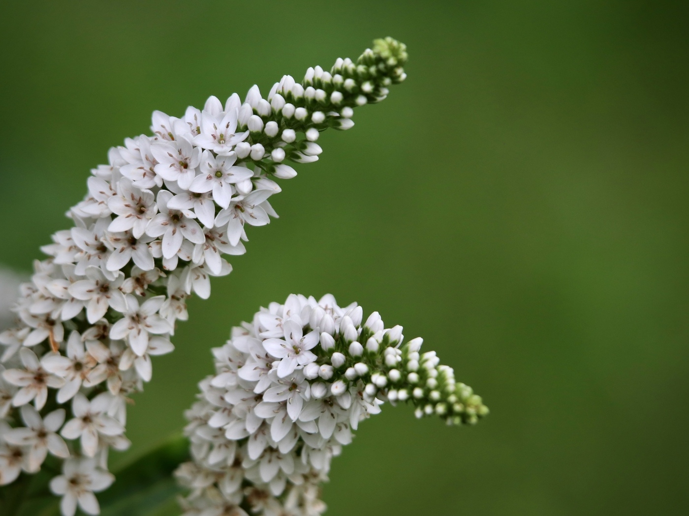 Много белых цветов вербейник