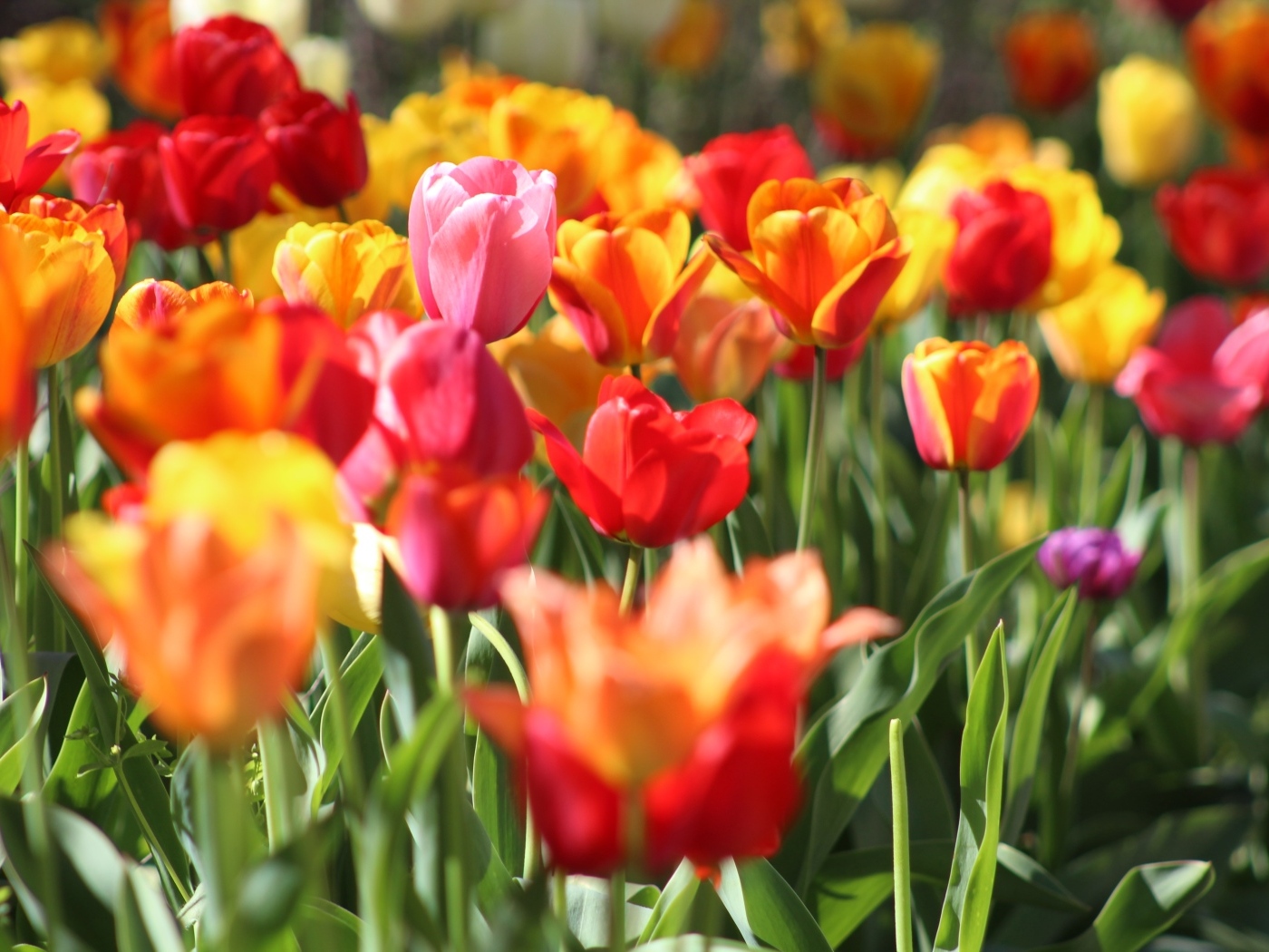 Разноцветные тюльпаны растут на клумбе в лучах солнца