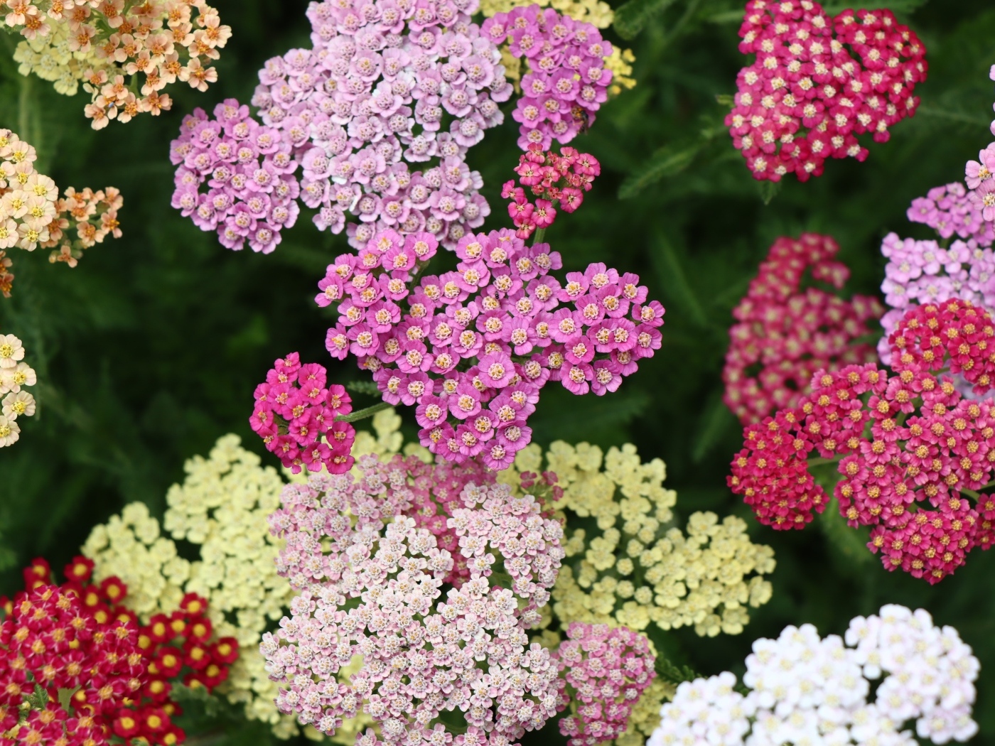 Разноцветные красивые цветы тысячелистника