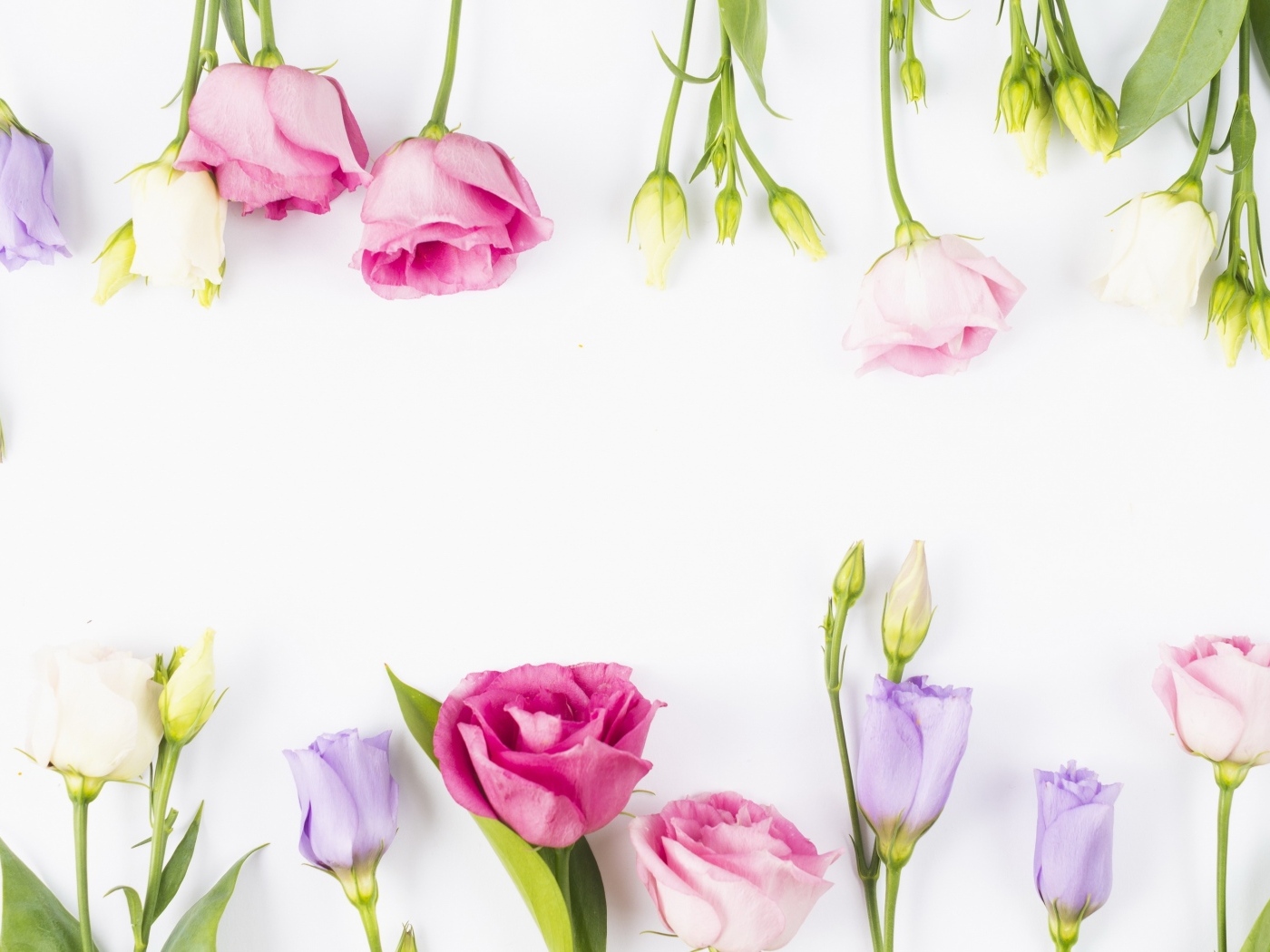 Разноцветные цветы эустомы на белом фоне