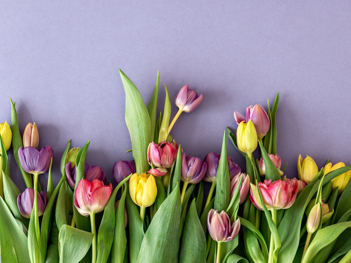 Разноцветные тюльпаны на сером фоне