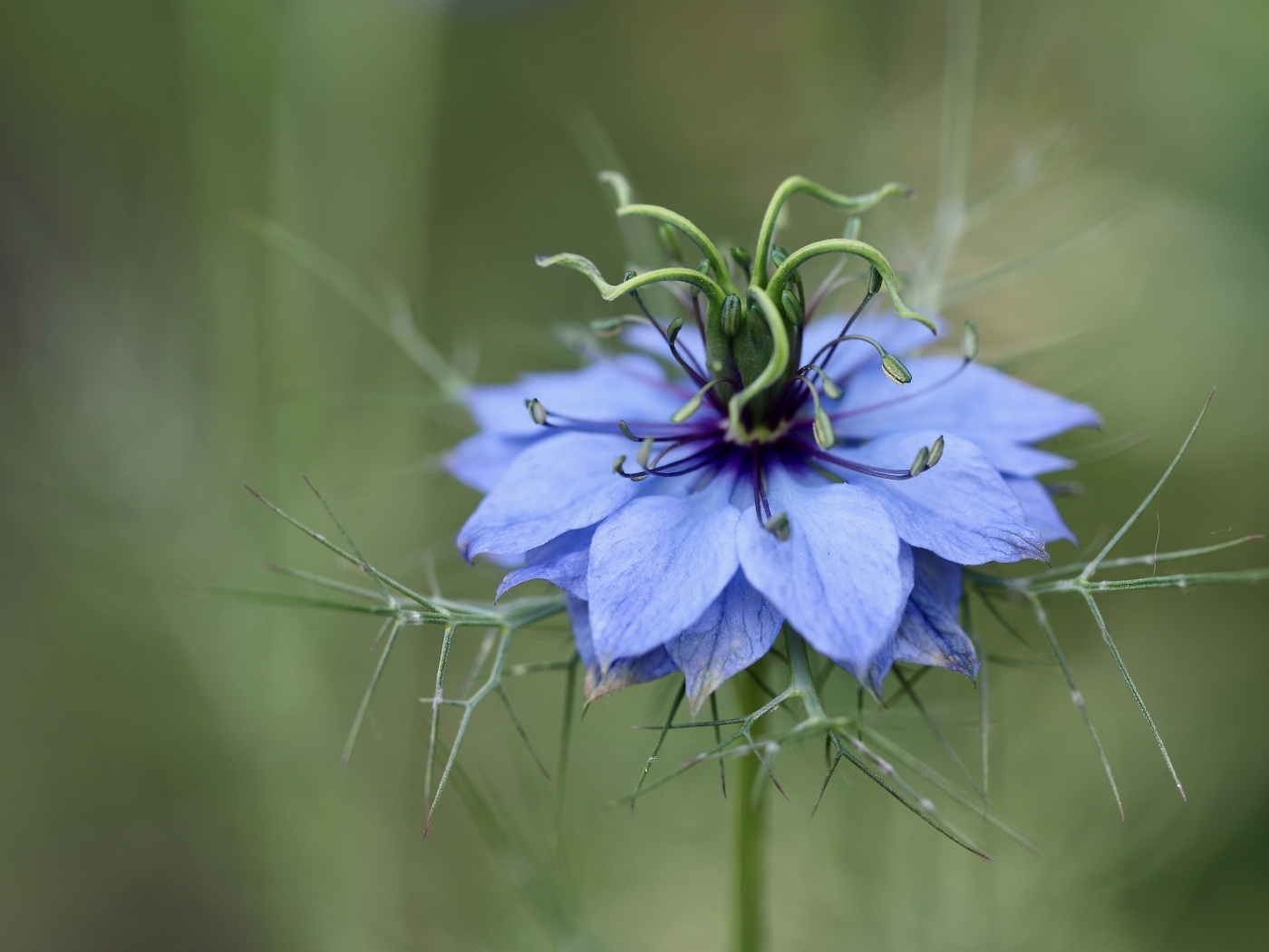 Цветок Чернушка дамасская крупным планом