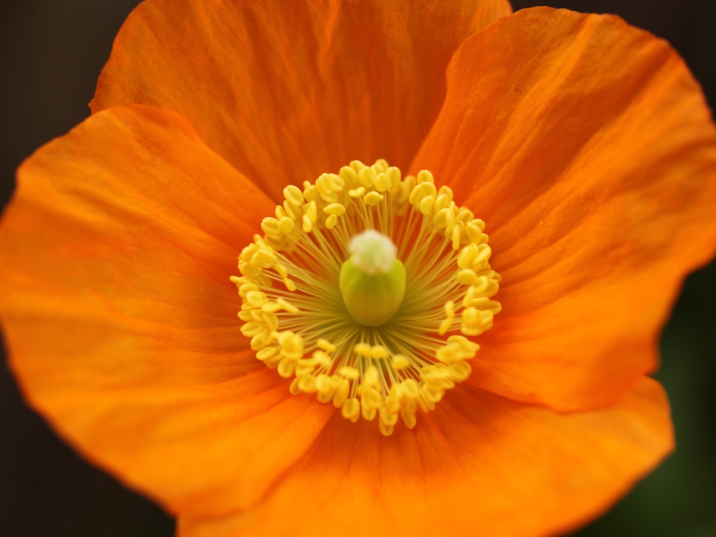 Оранжевый ирландский мак крупным планом