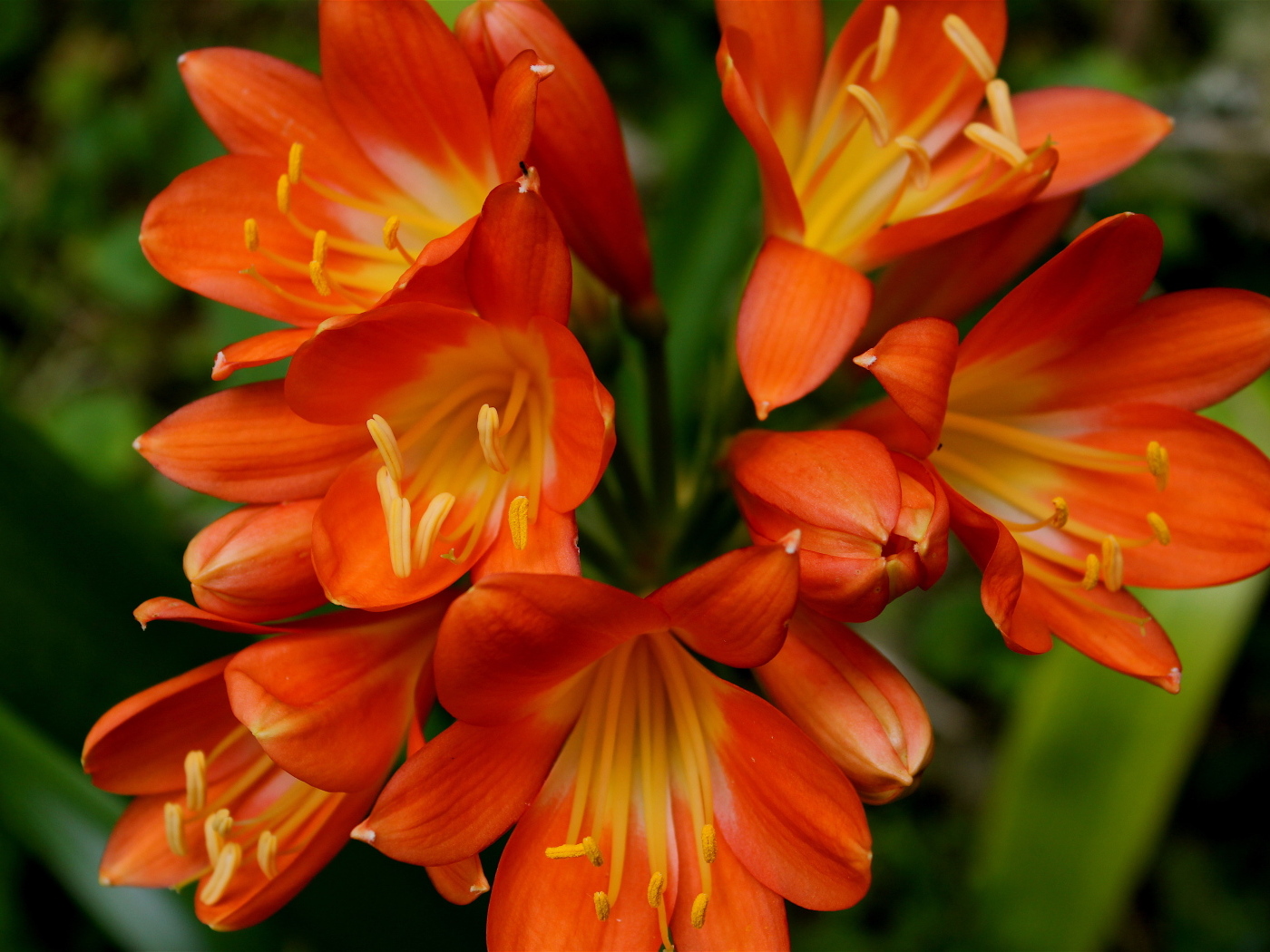 Оранжевые цветы амариллис крупным планом