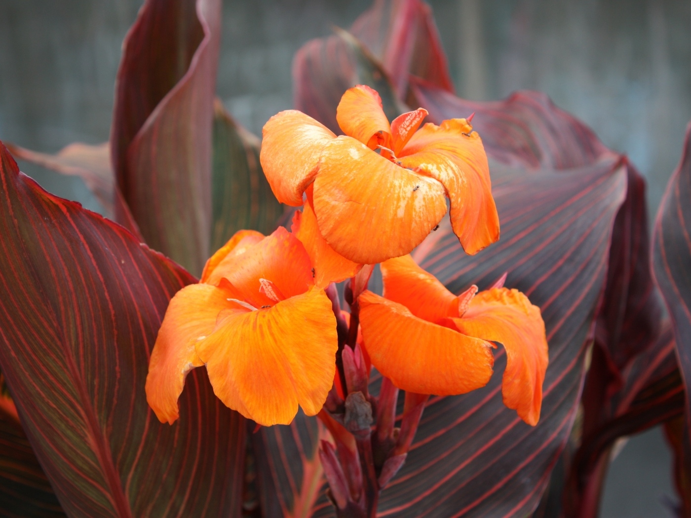 Оранжевые цветы канна крупным планом