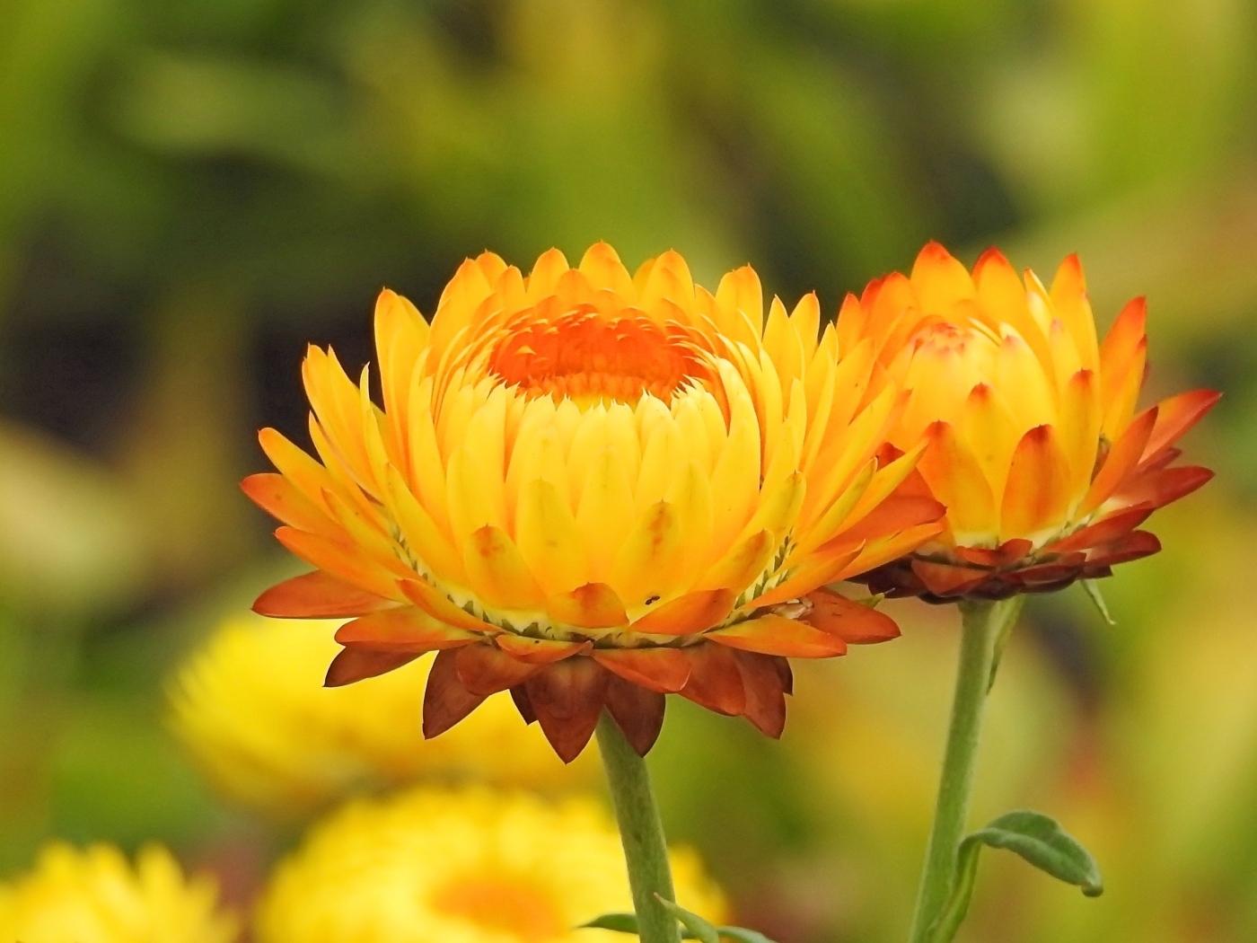 Оранжевые хризантемы крупным планом