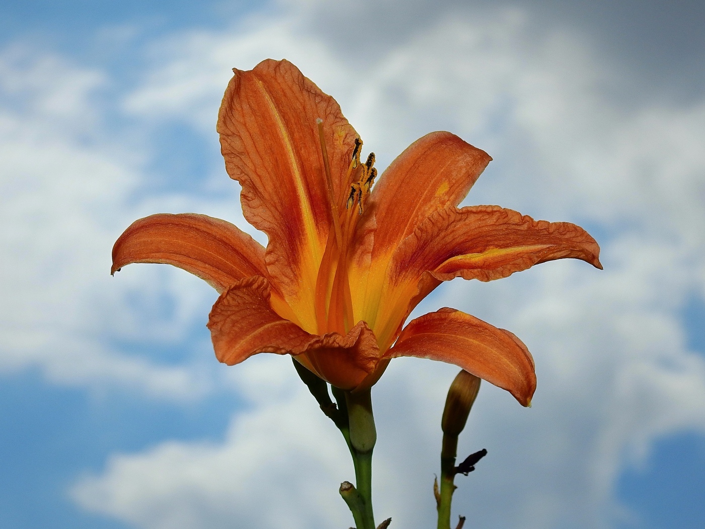 Оранжевый цветок лилейника на фоне неба