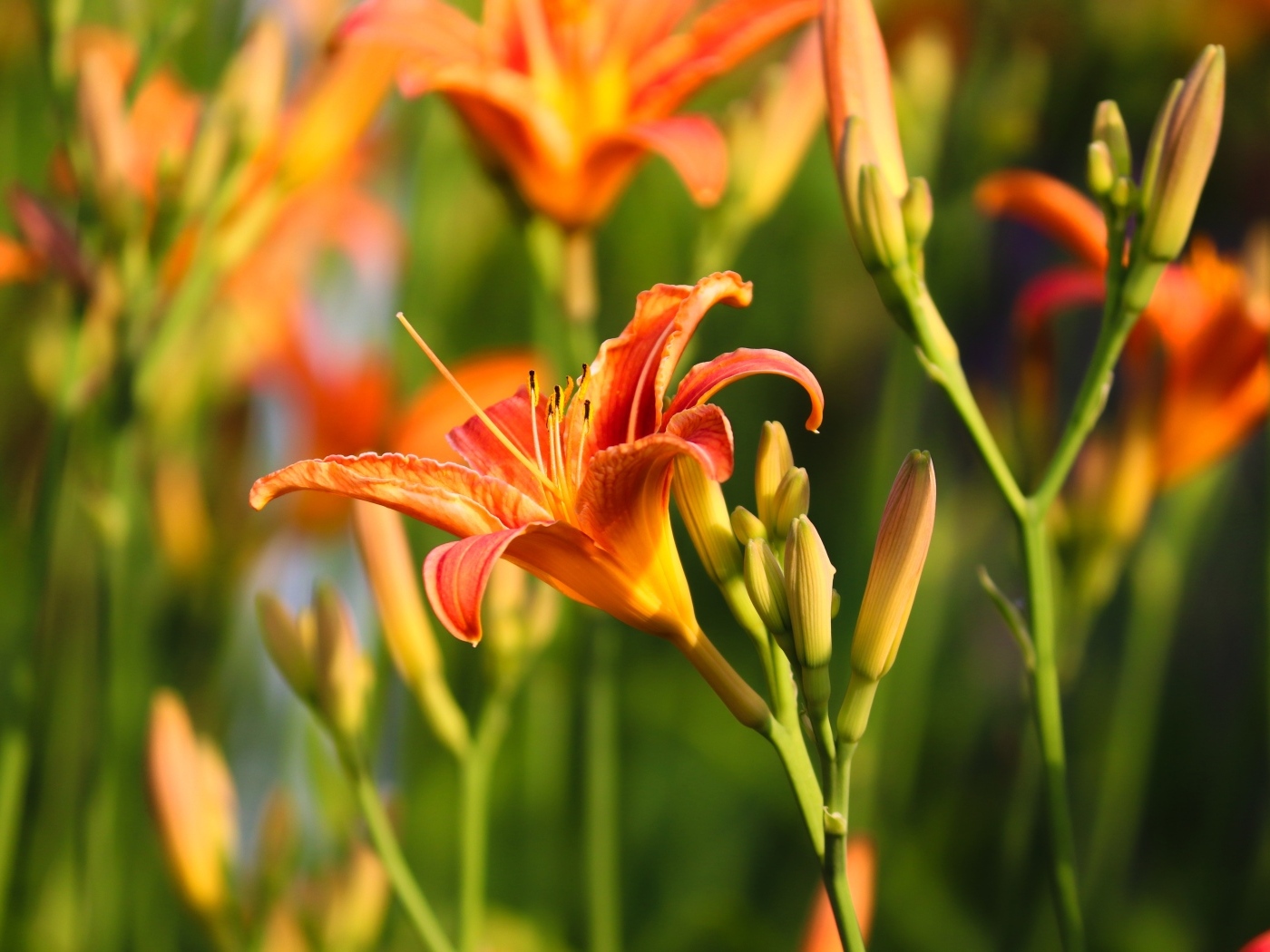 Оранжевые цветы лилейник с бутонами в лучах солнца