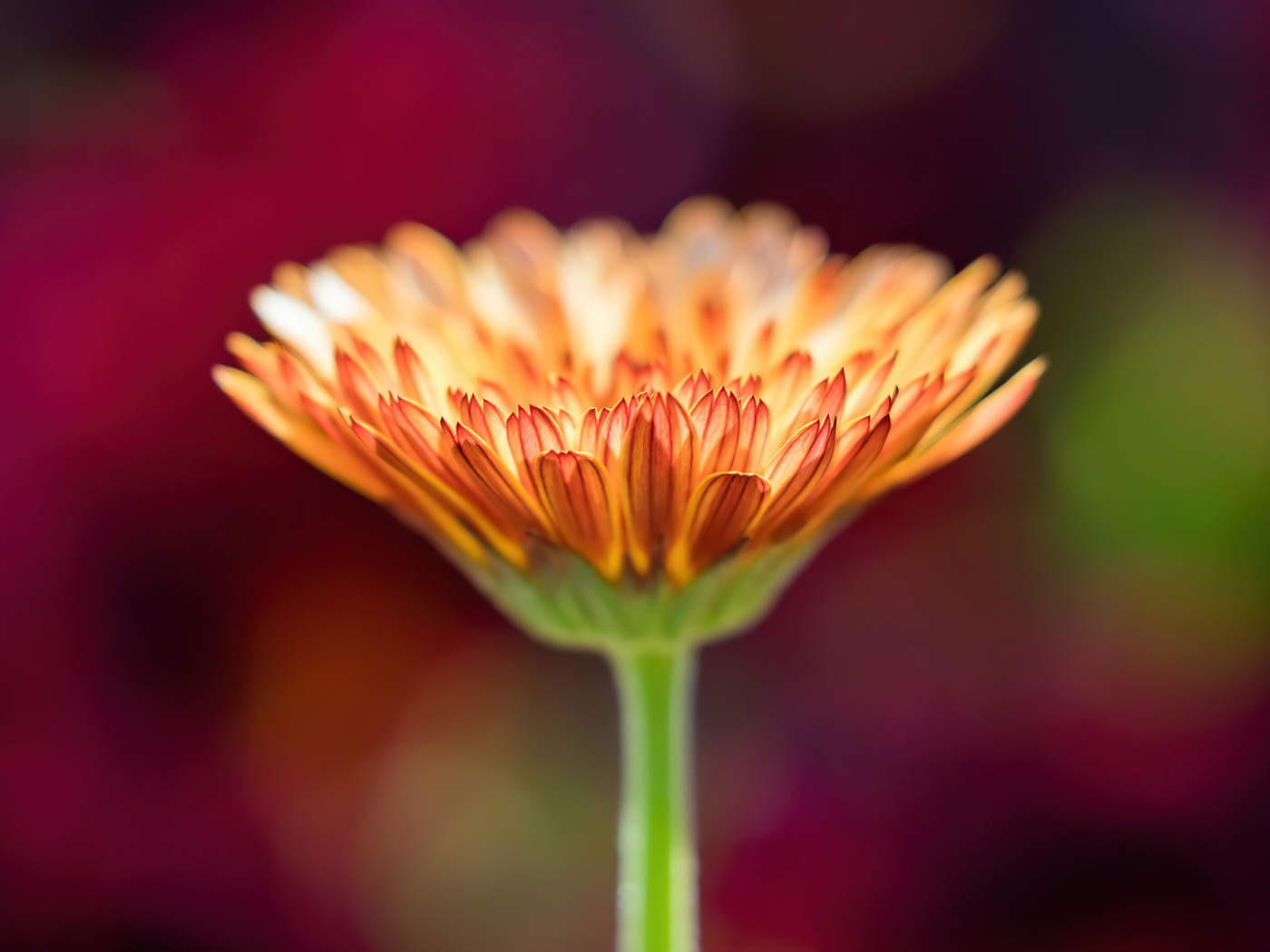 Оранжевый цветок герберы крупным планом