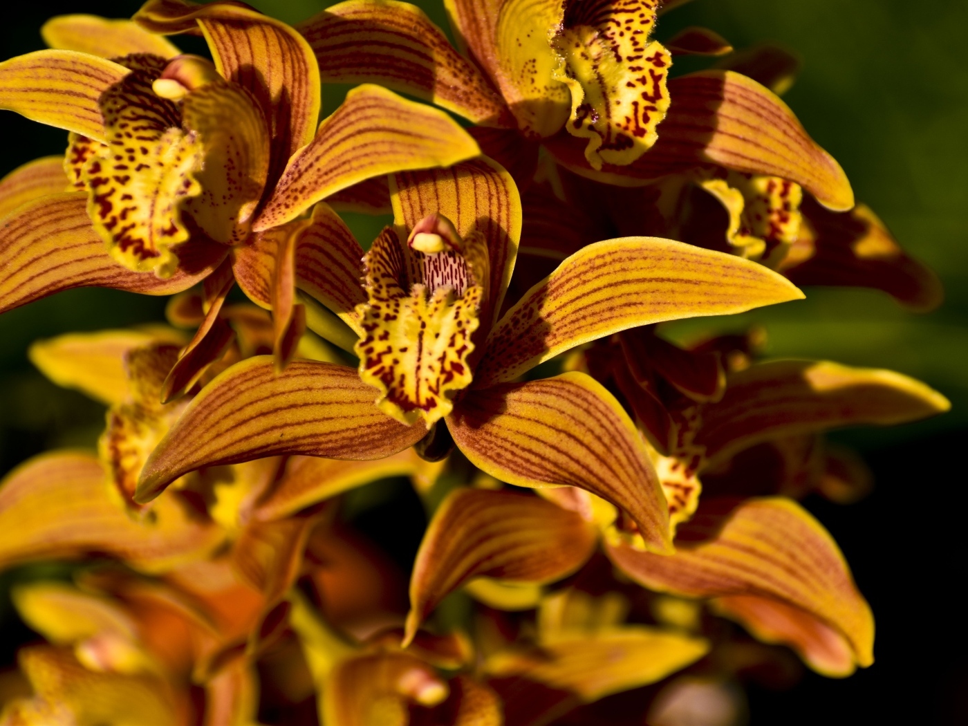 Оранжевые тигровые орхидеи крупным планом