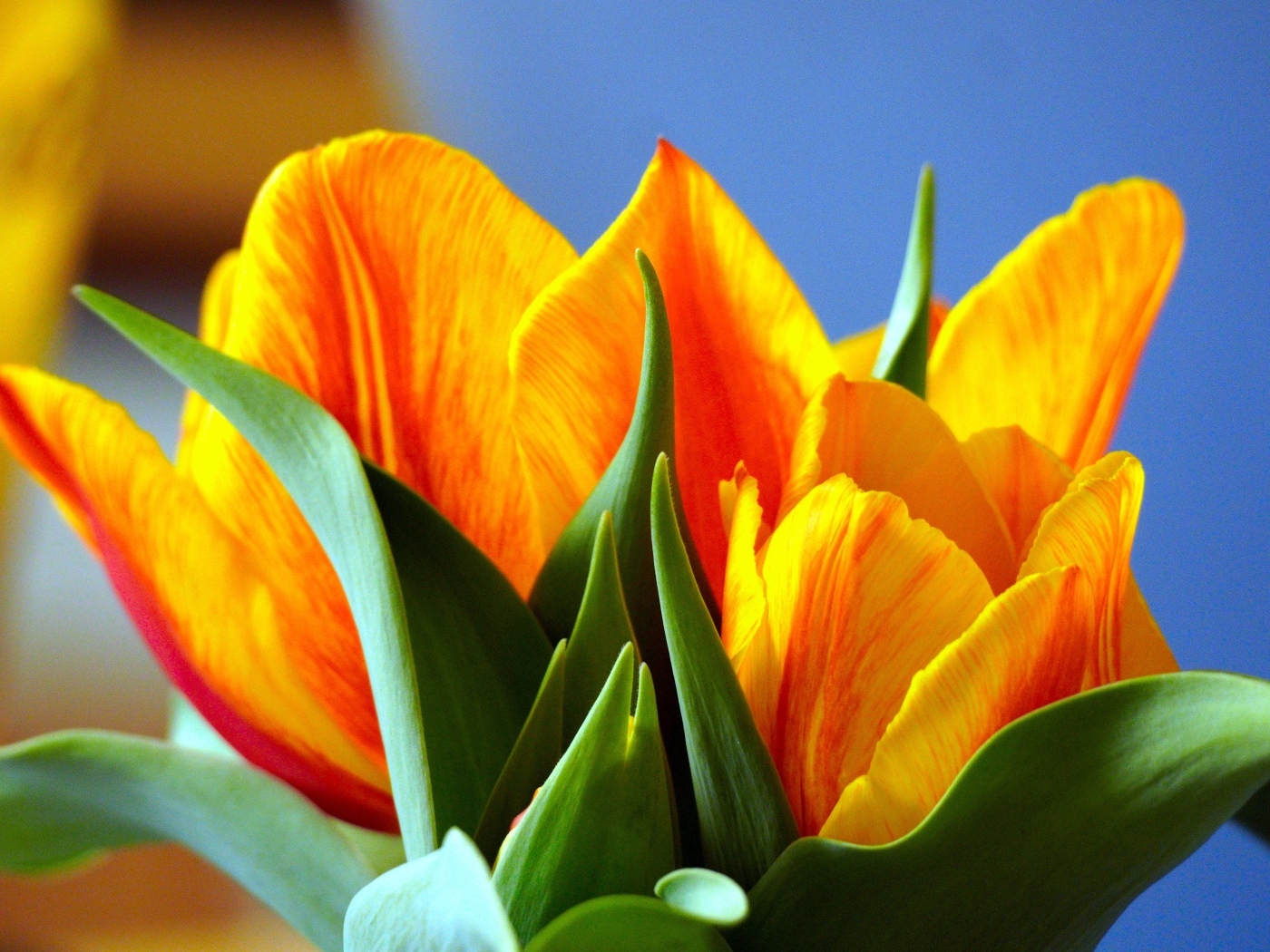 Оранжевые тюльпаны с зелеными листьями крупным планом