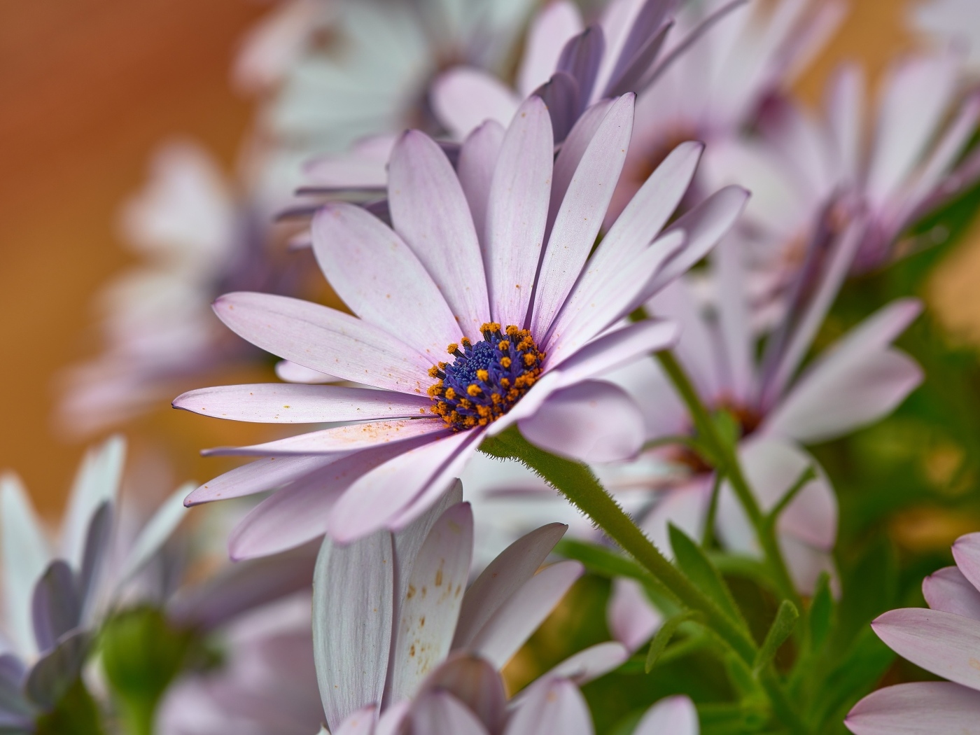 Цветы остеоспермум крупным планом