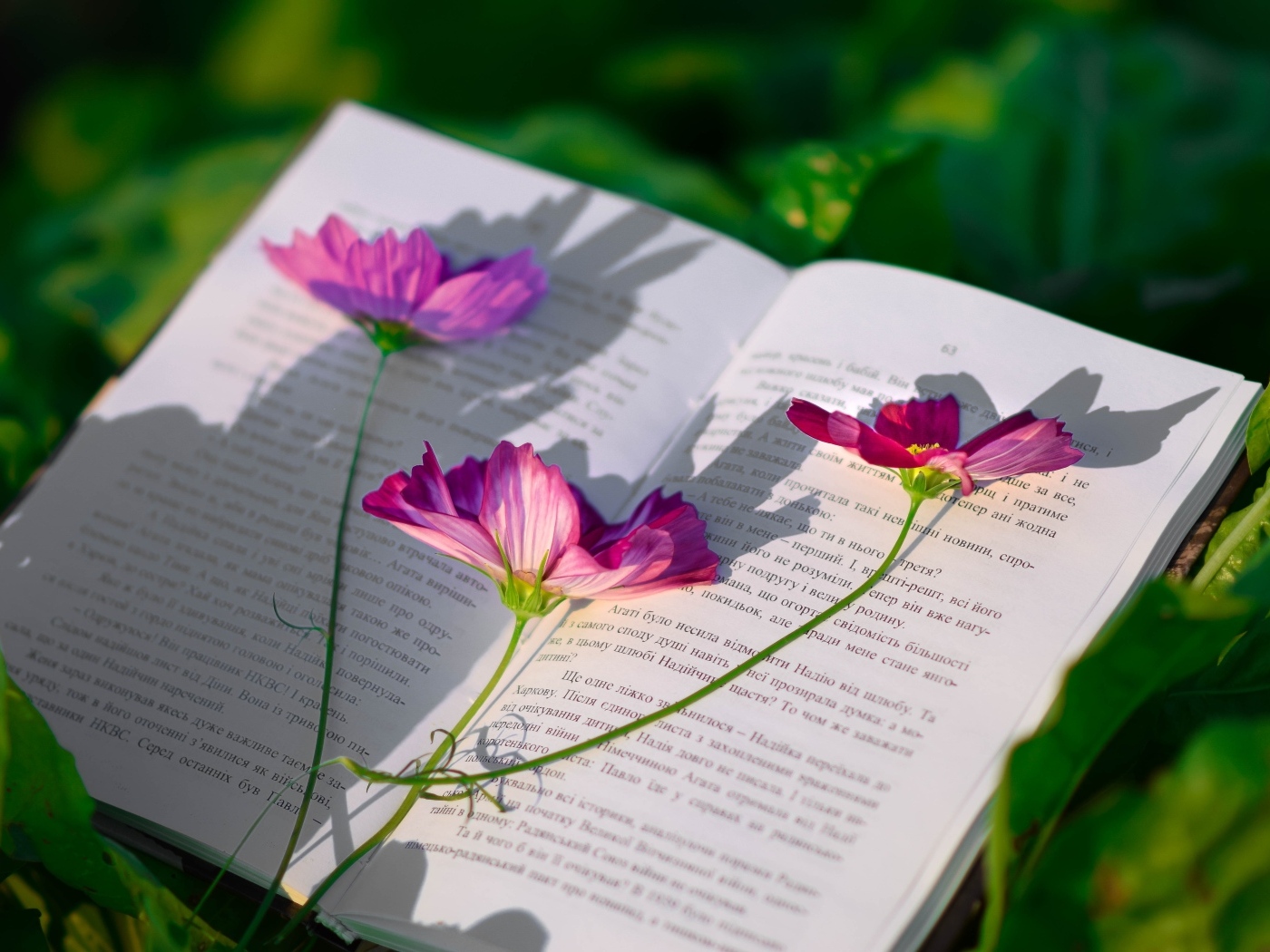 Сорванные цветы космеи лежат на книге