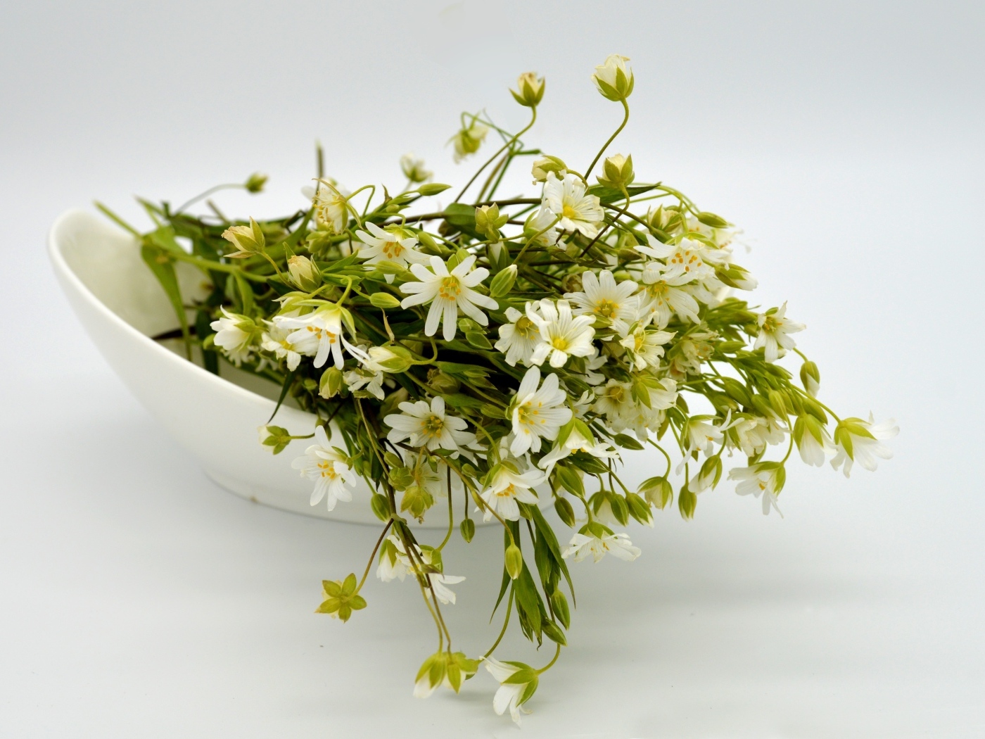 Сорванные белые цветы на сером фоне