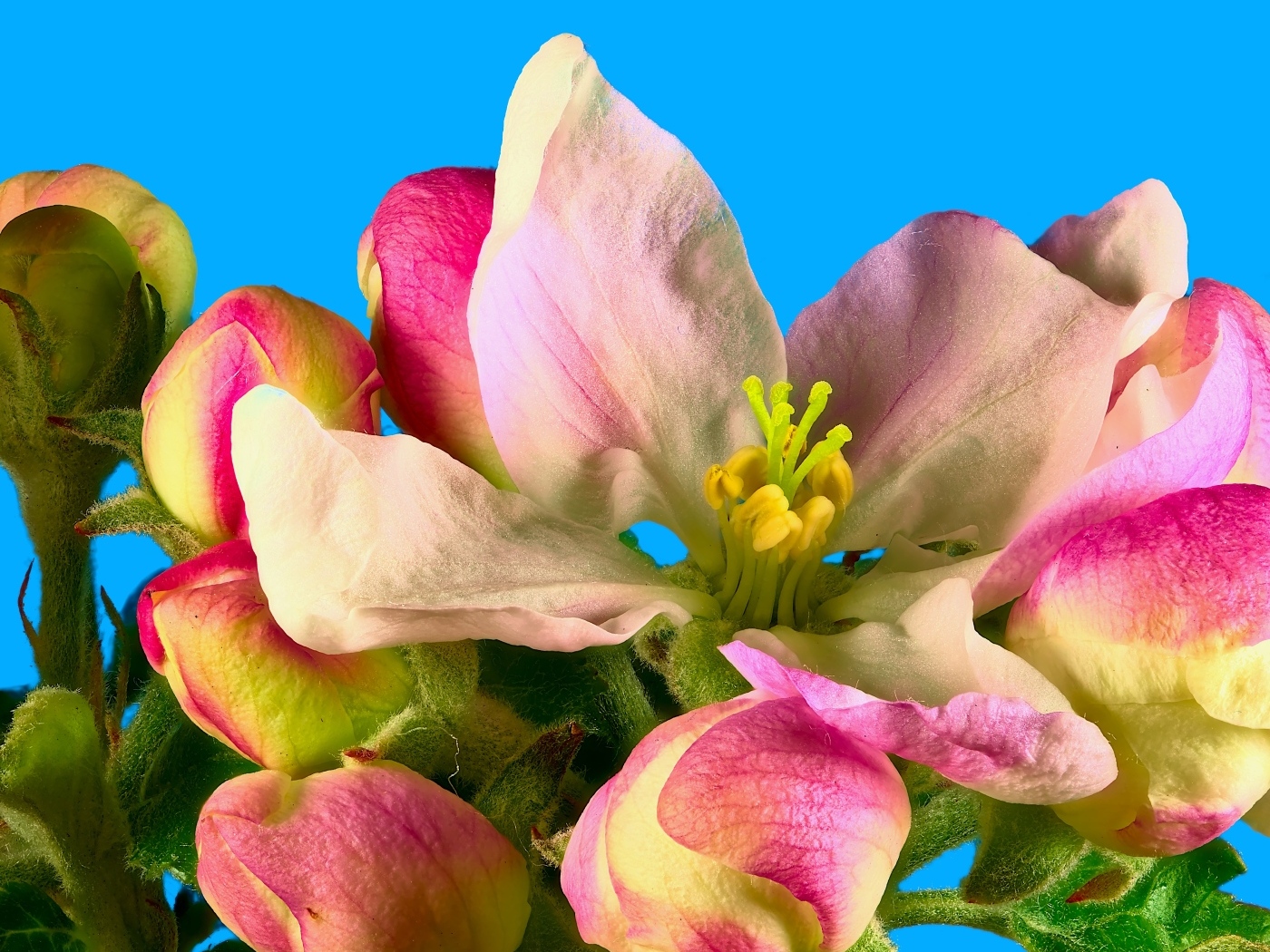 Розовые цветы яблони на ветке на фоне голубого неба