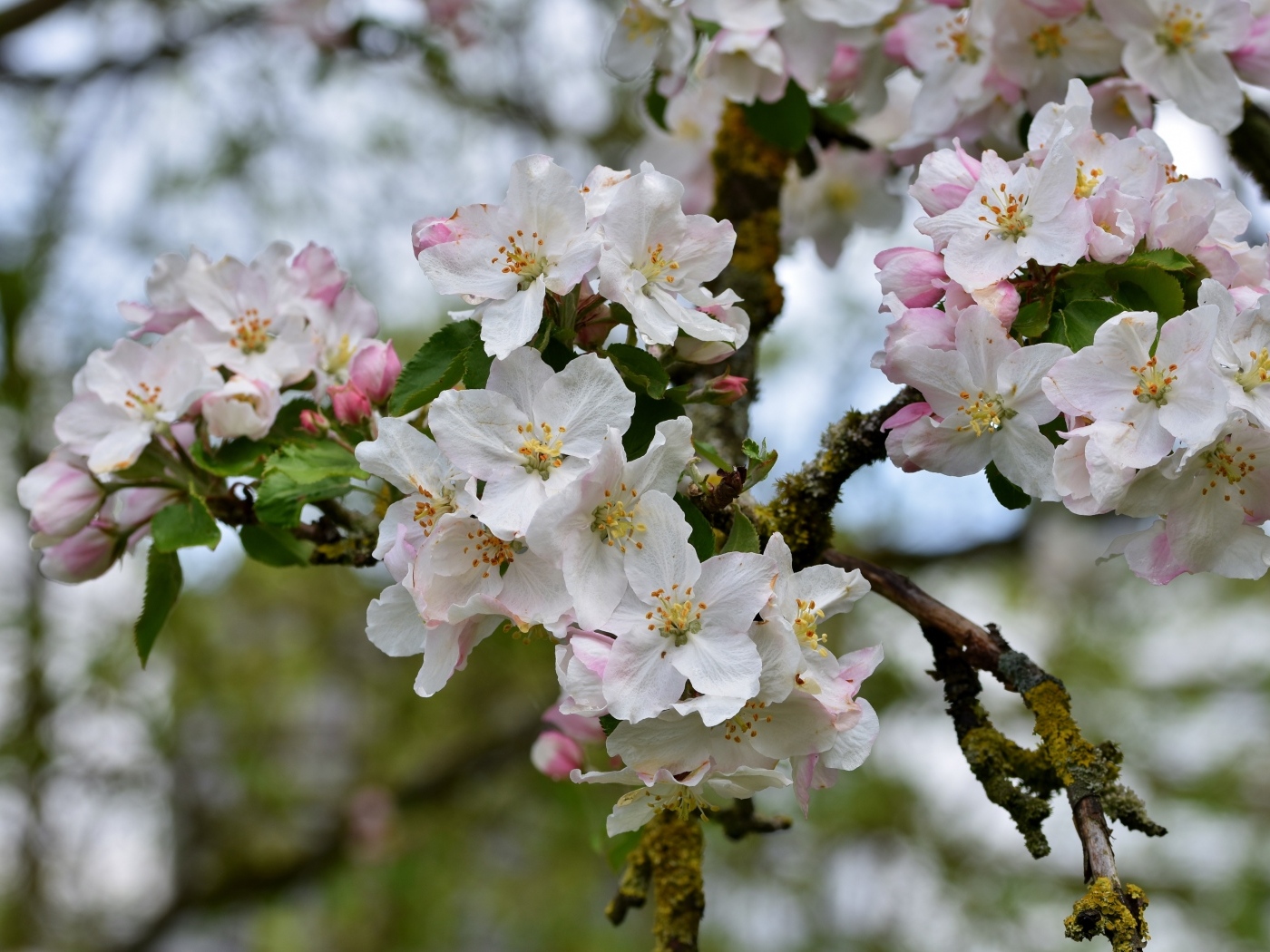 Розовые цветы яблони на ветке крупным планом
