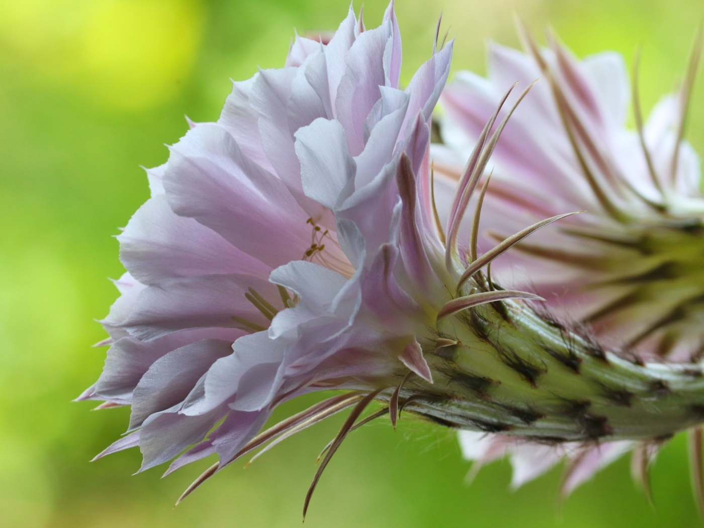 Розовый красивый цветок кактуса эхинопсис