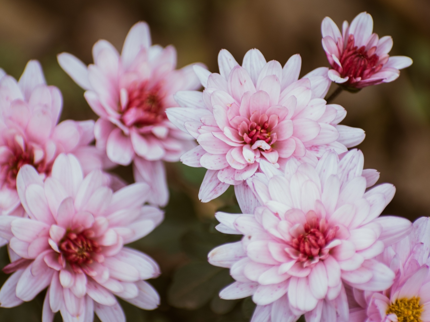 Розовые цветы хризантемы крупным планом