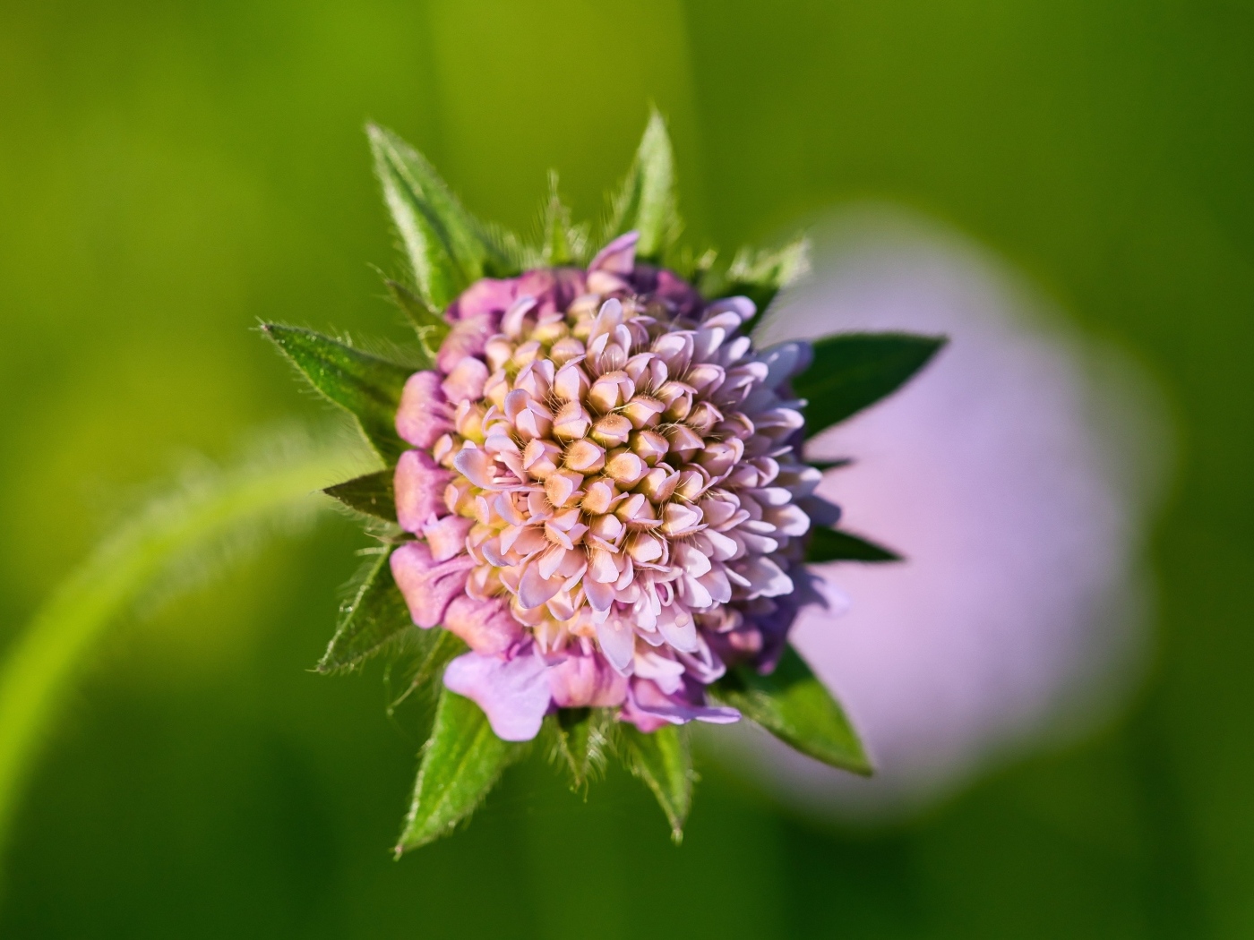 Розовый цветок клевера крупным планом