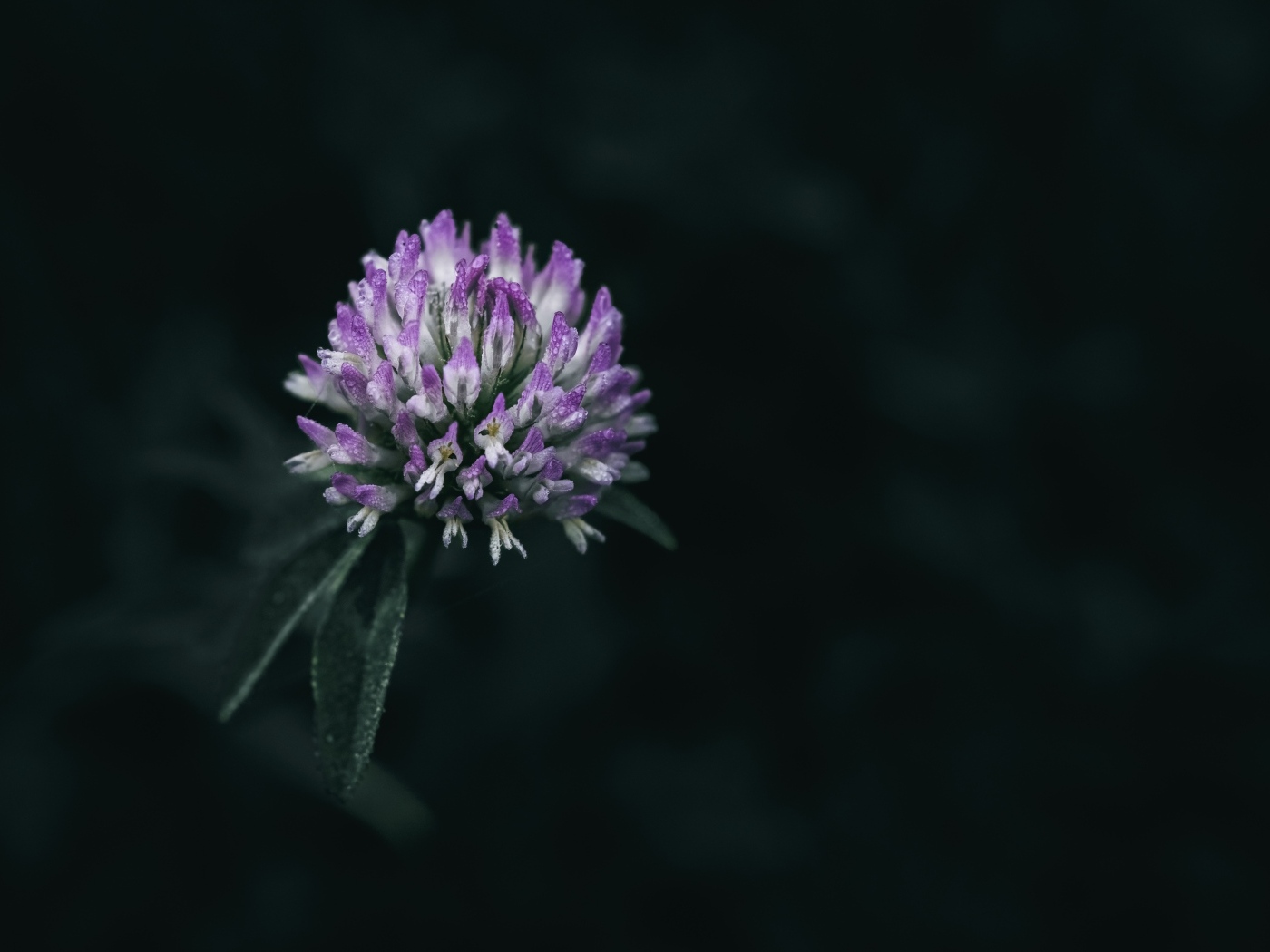 Розовый цветок клевера крупным планом