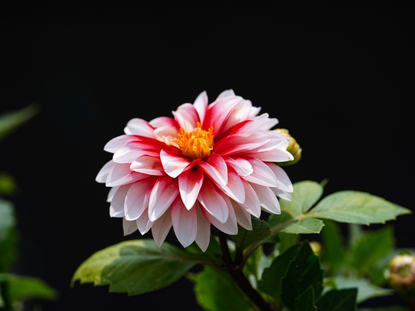 Розовый цветок георгина на черном фоне