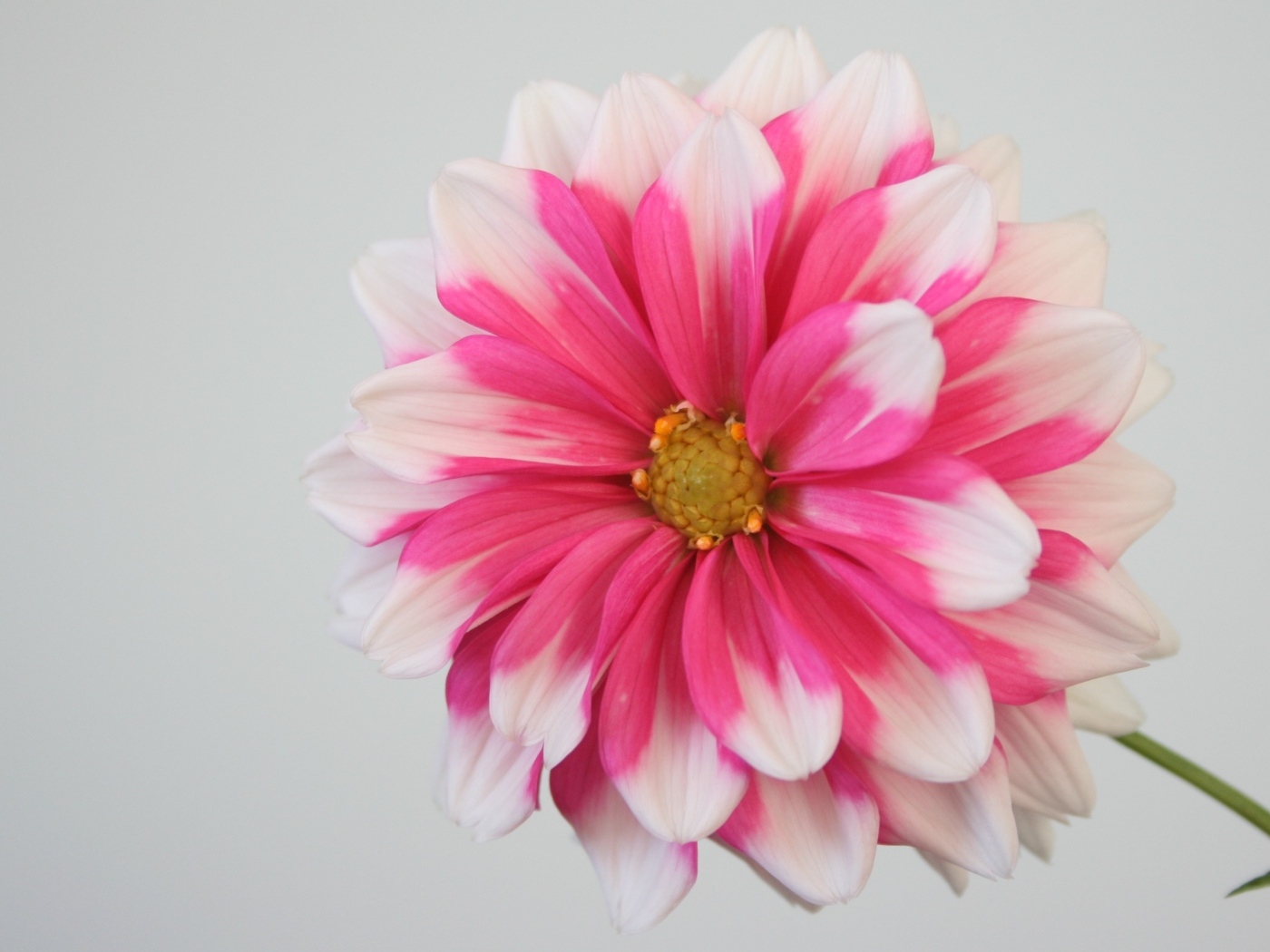 Розовый цветок георгина на сером фоне