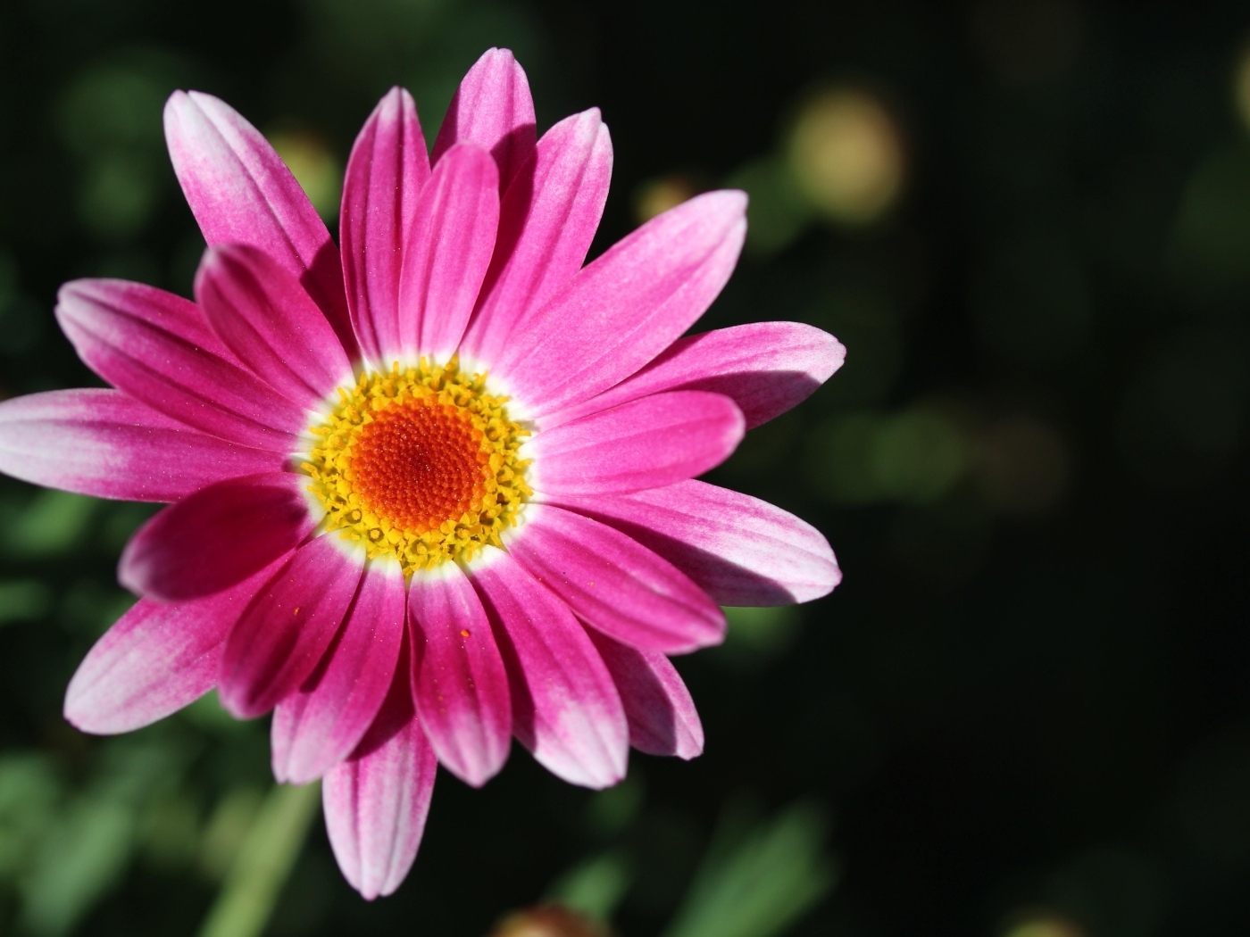 Розовый цветок ромашковидной хризантемы крупным планом