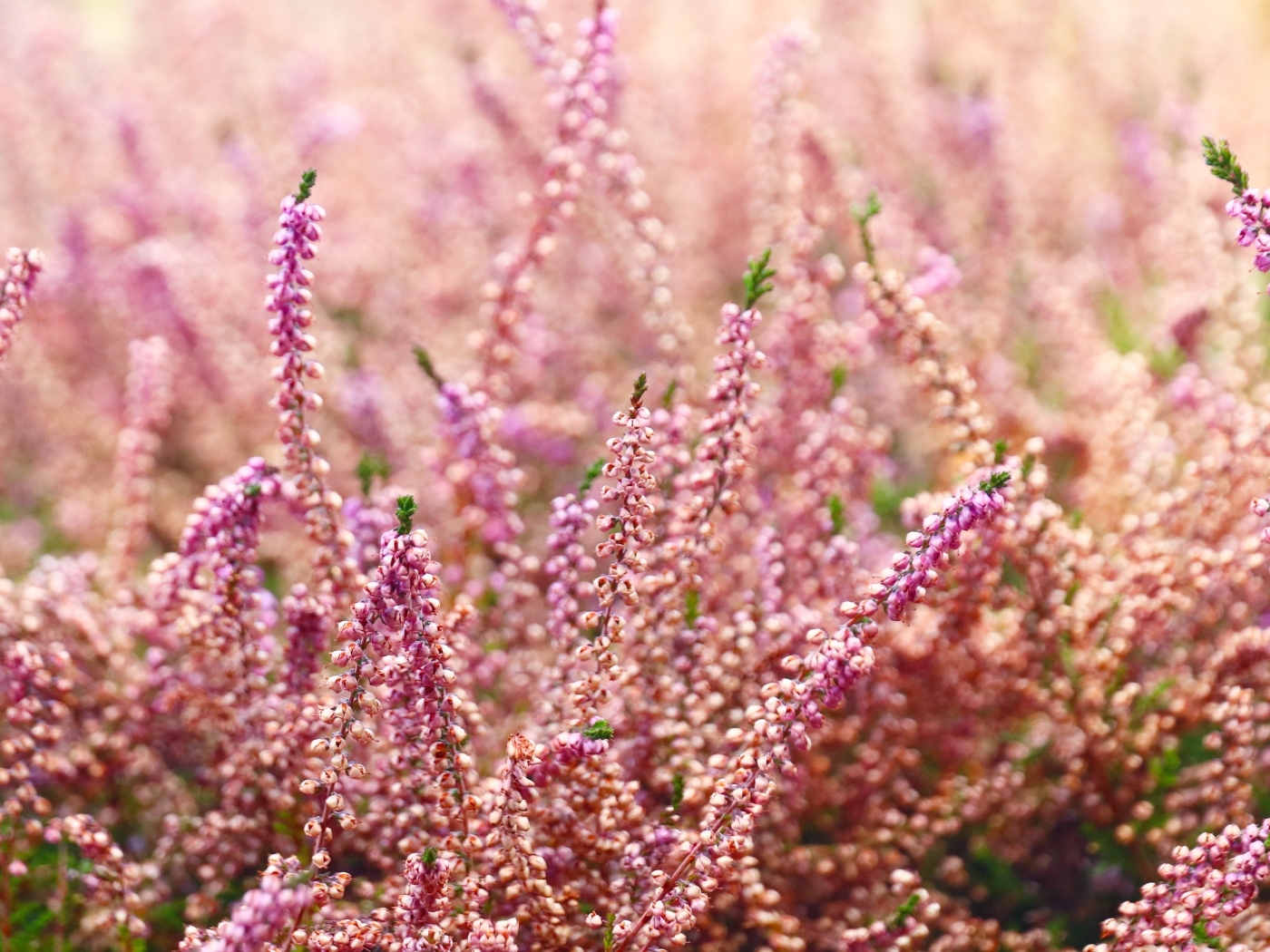 Розовые цветы полевого вереска