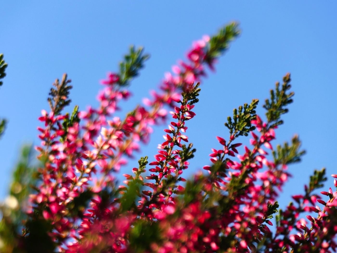 Розовый вереск на фоне голубого неба