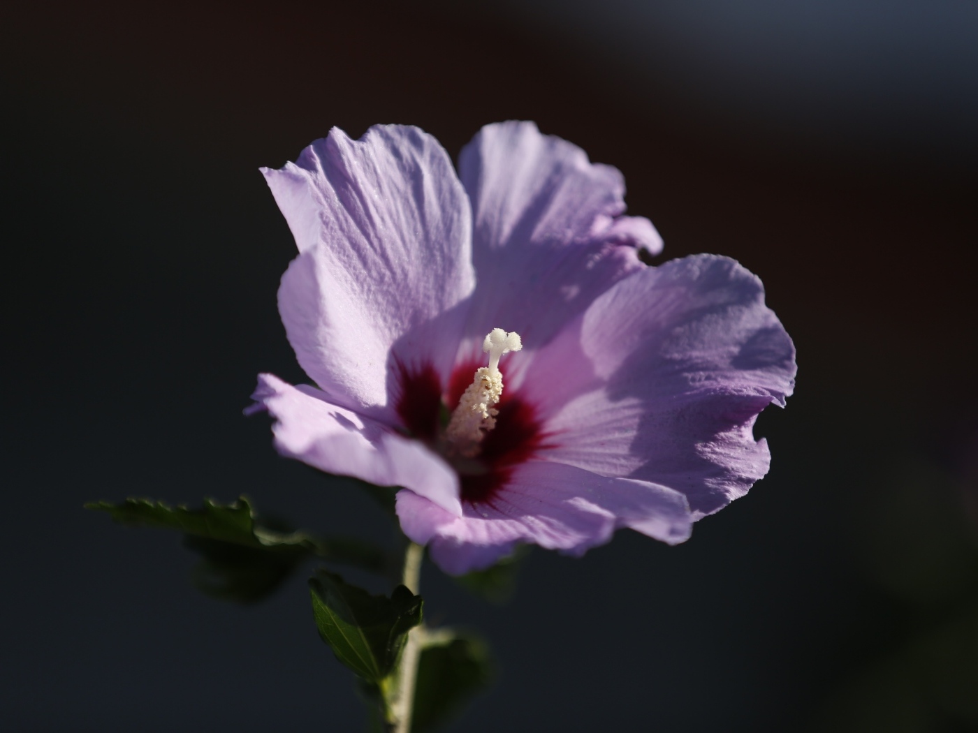 Розовый цветок гибискуса крупным планом