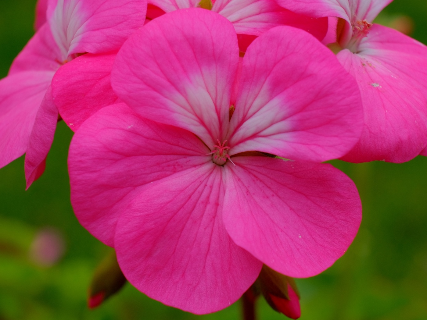 Розовые комнатные цветы пеларгония