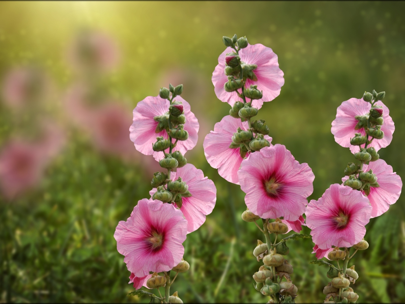 Розовые мальвы в лучах летнего солнца