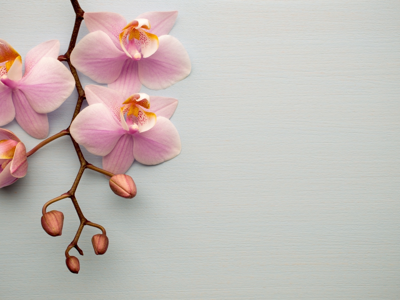 Розовые цветы орхидеи с бутонами на сером фоне