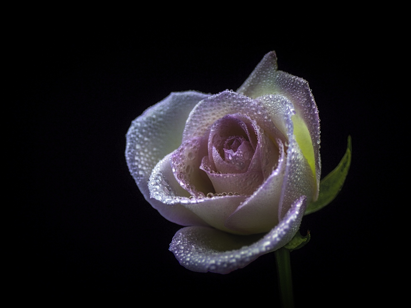 Розовый цветок розы в каплях  росы на черном фоне