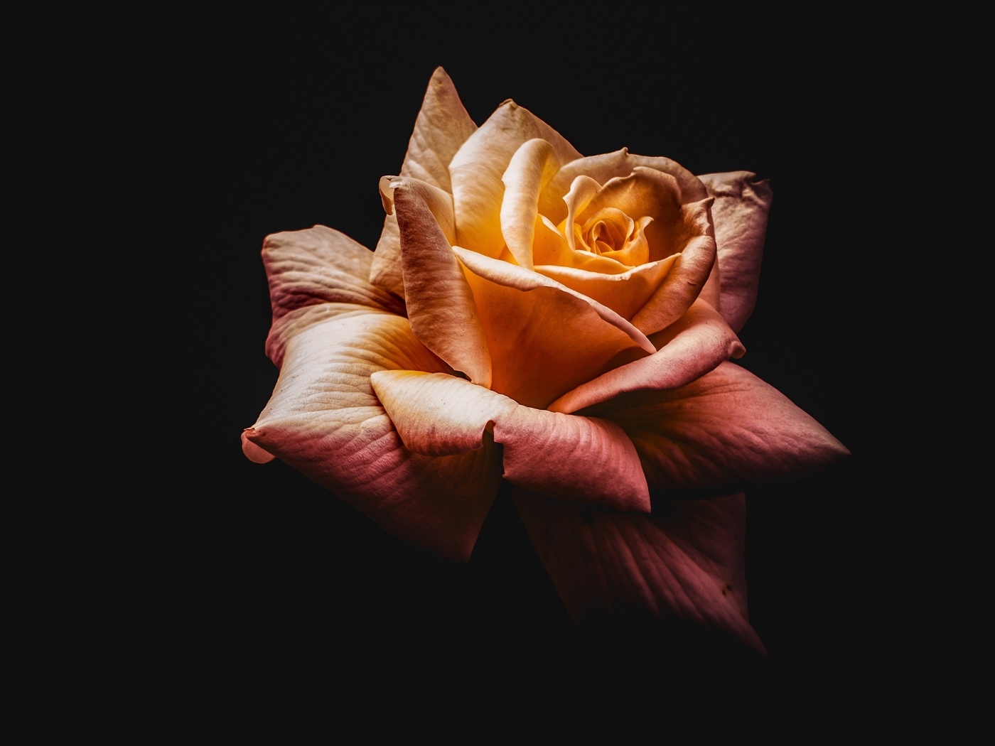 Розовый цветок розы на черном фоне