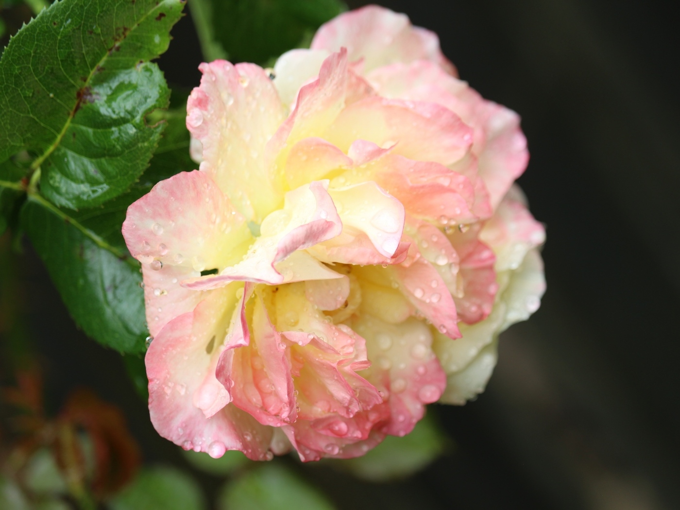 Розовая роза в каплях росы на клумбе